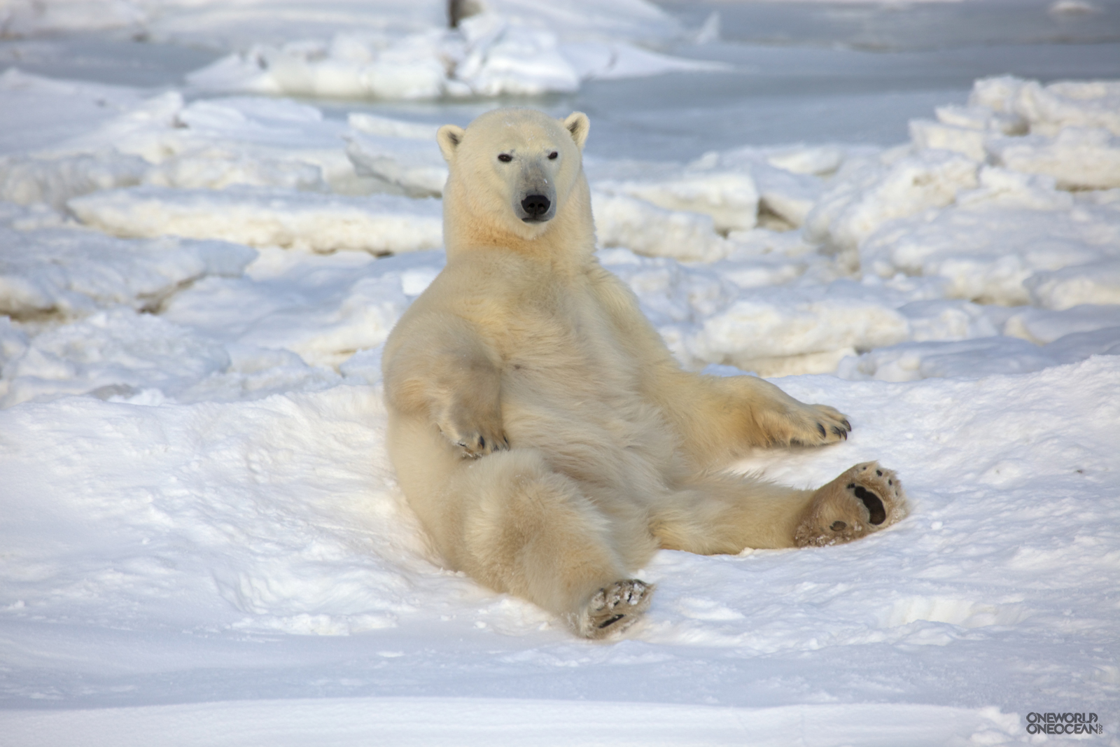 Free download wallpaper Bears, Animal, Cute, Polar Bear on your PC desktop