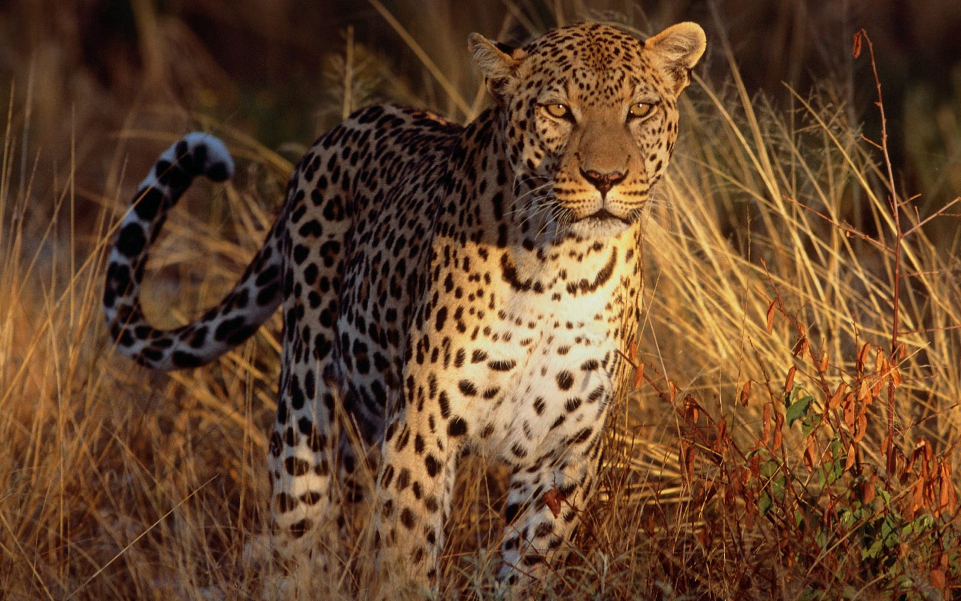 Download mobile wallpaper Leopard, Cats, Animal for free.