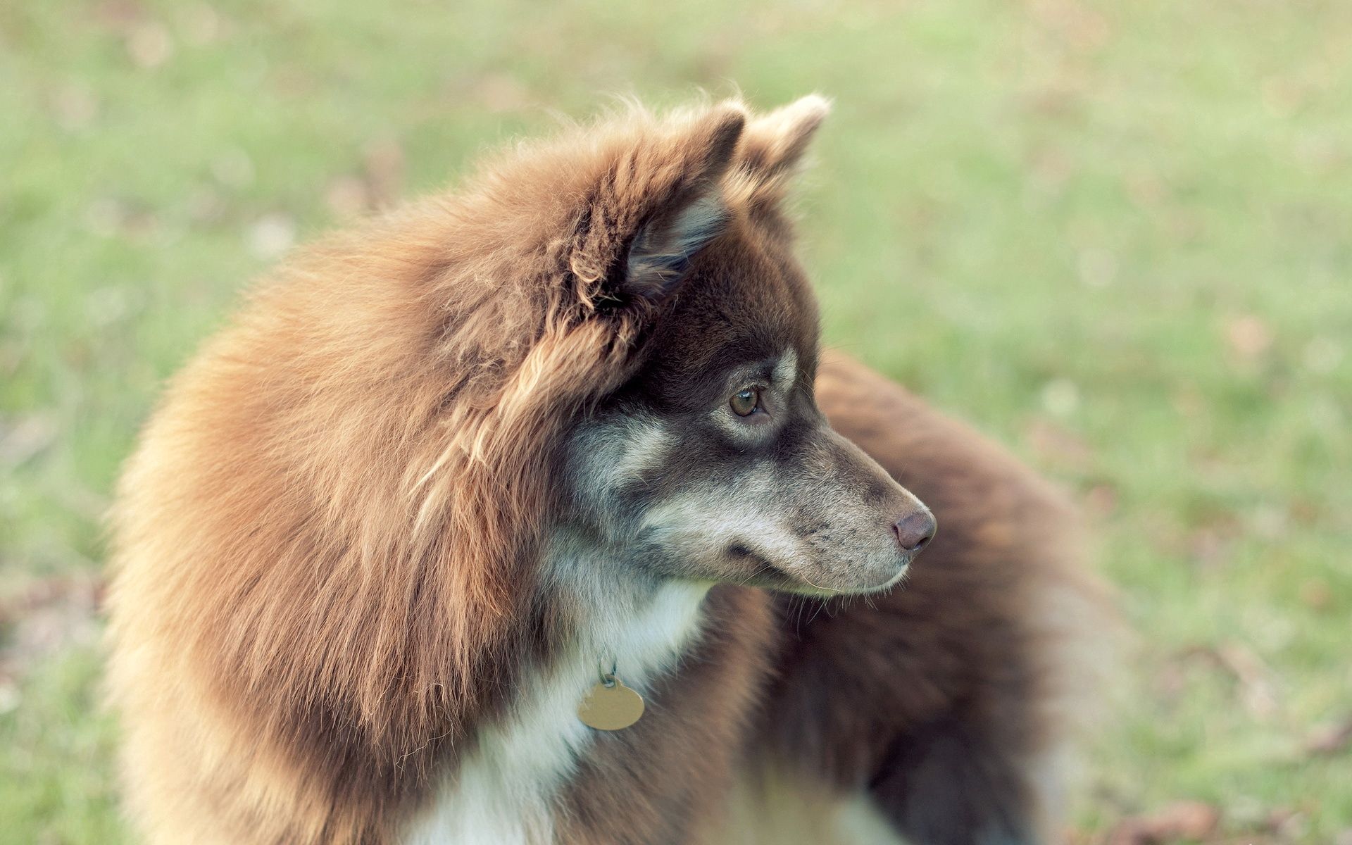 PCデスクトップに動物, 視力, 意見, 背景, 犬画像を無料でダウンロード