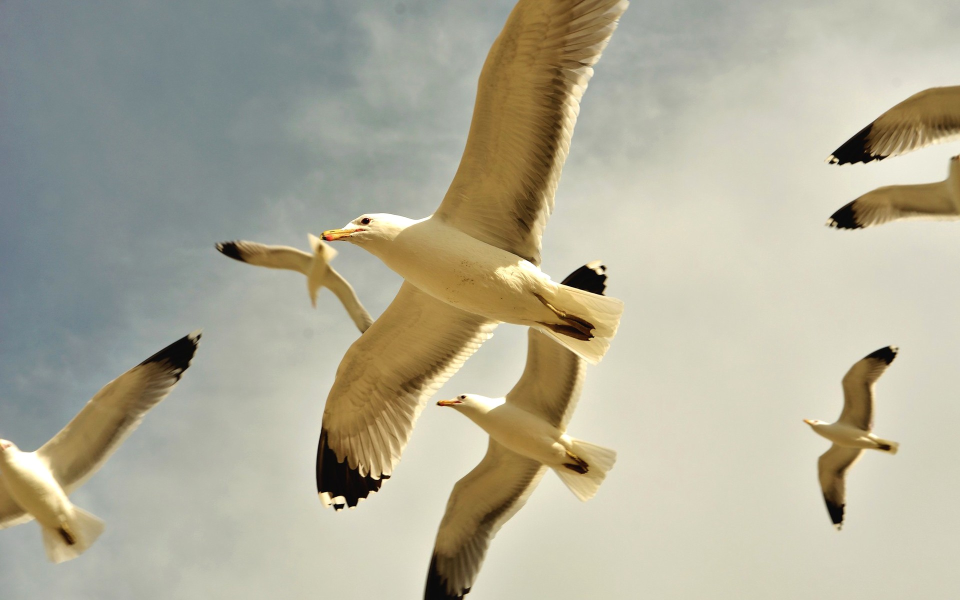 Download mobile wallpaper Seagull, Birds, Animal for free.