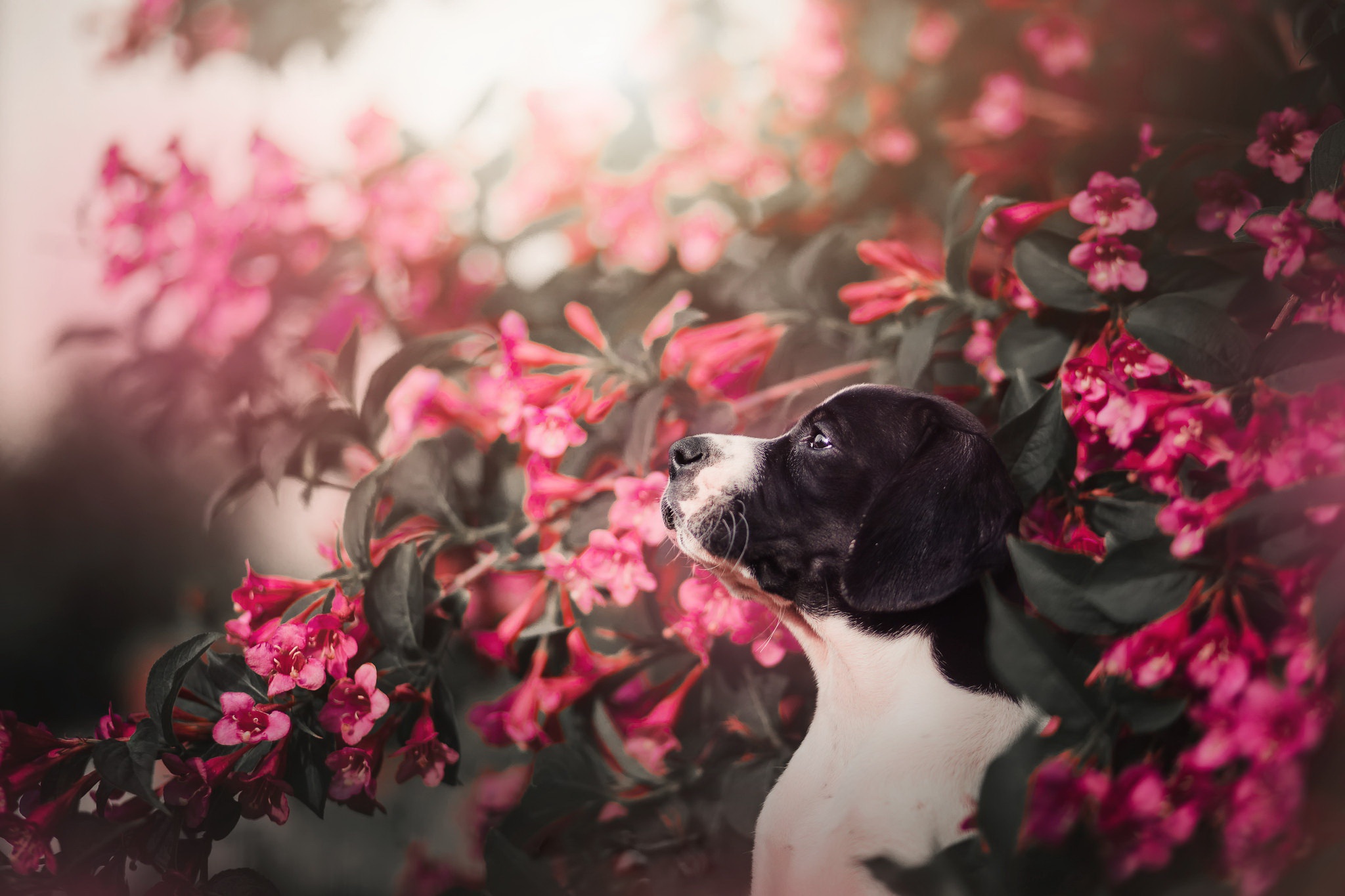 Handy-Wallpaper Tiere, Hunde, Blume, Hund, Pinke Blume kostenlos herunterladen.