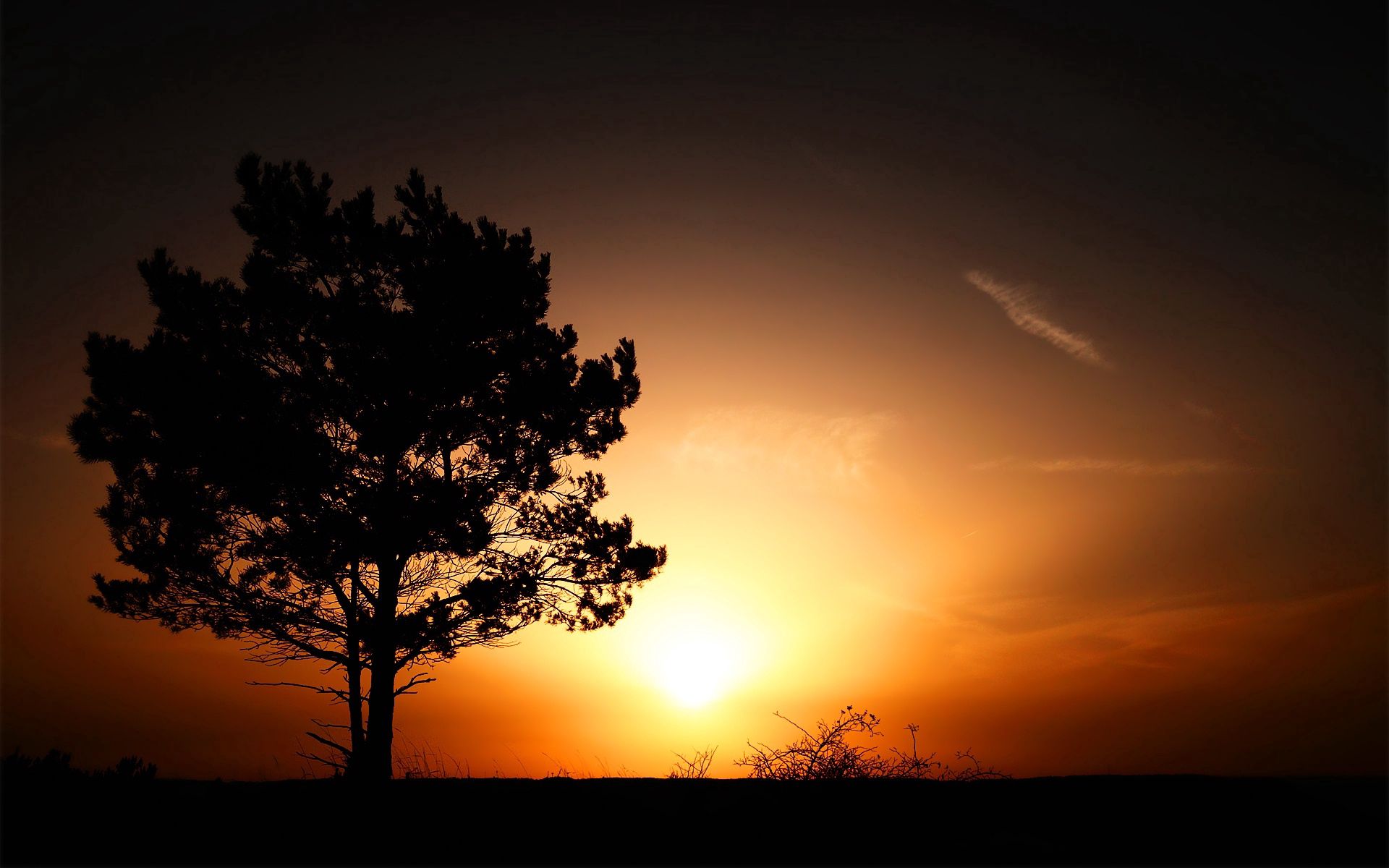 Laden Sie das Natur, Sunset, Sun, Bush, Horizont, Holz, Abend, Baum-Bild kostenlos auf Ihren PC-Desktop herunter