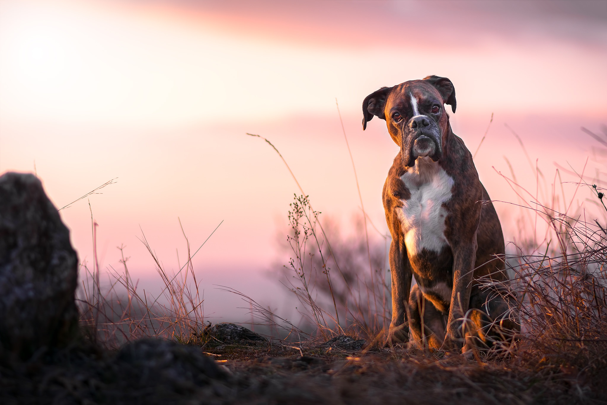 Laden Sie das Tiere, Hunde, Hund, Boxer, Tiefenschärfe, Boxer (Hund)-Bild kostenlos auf Ihren PC-Desktop herunter