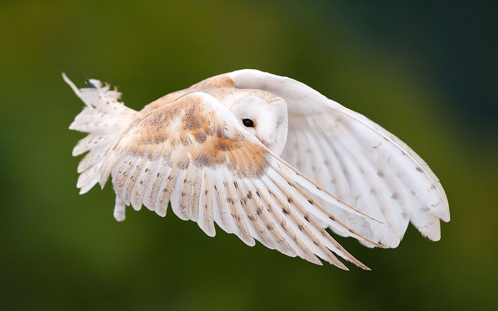 Téléchargez gratuitement l'image Animaux, Hibou sur le bureau de votre PC