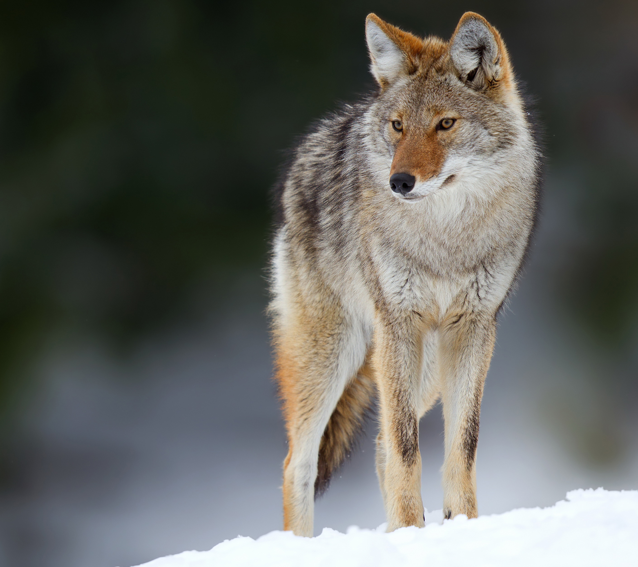 Laden Sie das Tiere, Koyote, Eckzahn-Bild kostenlos auf Ihren PC-Desktop herunter