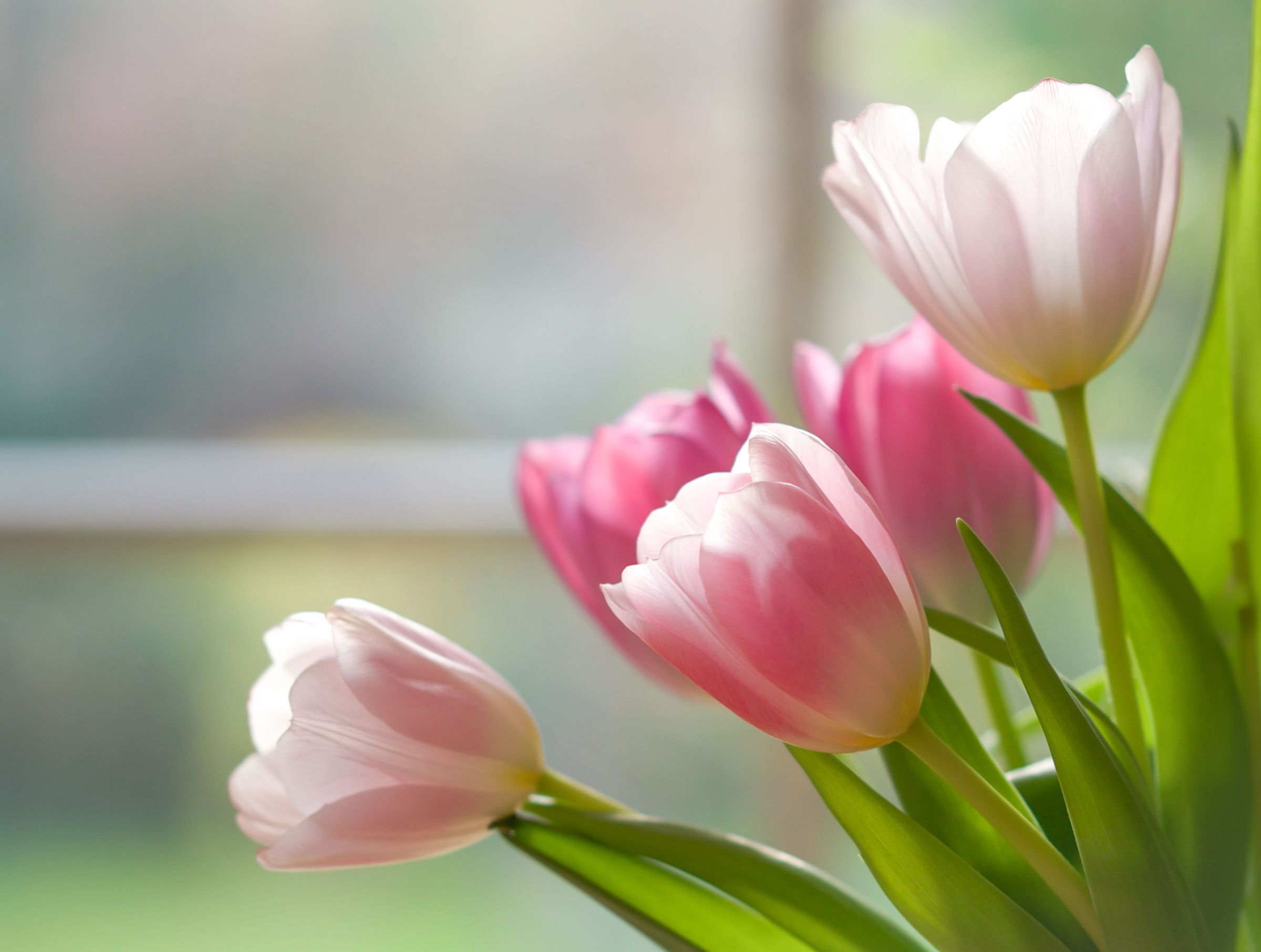 Download mobile wallpaper Nature, Flowers, Flower, Earth, Tulip, Pink Flower for free.