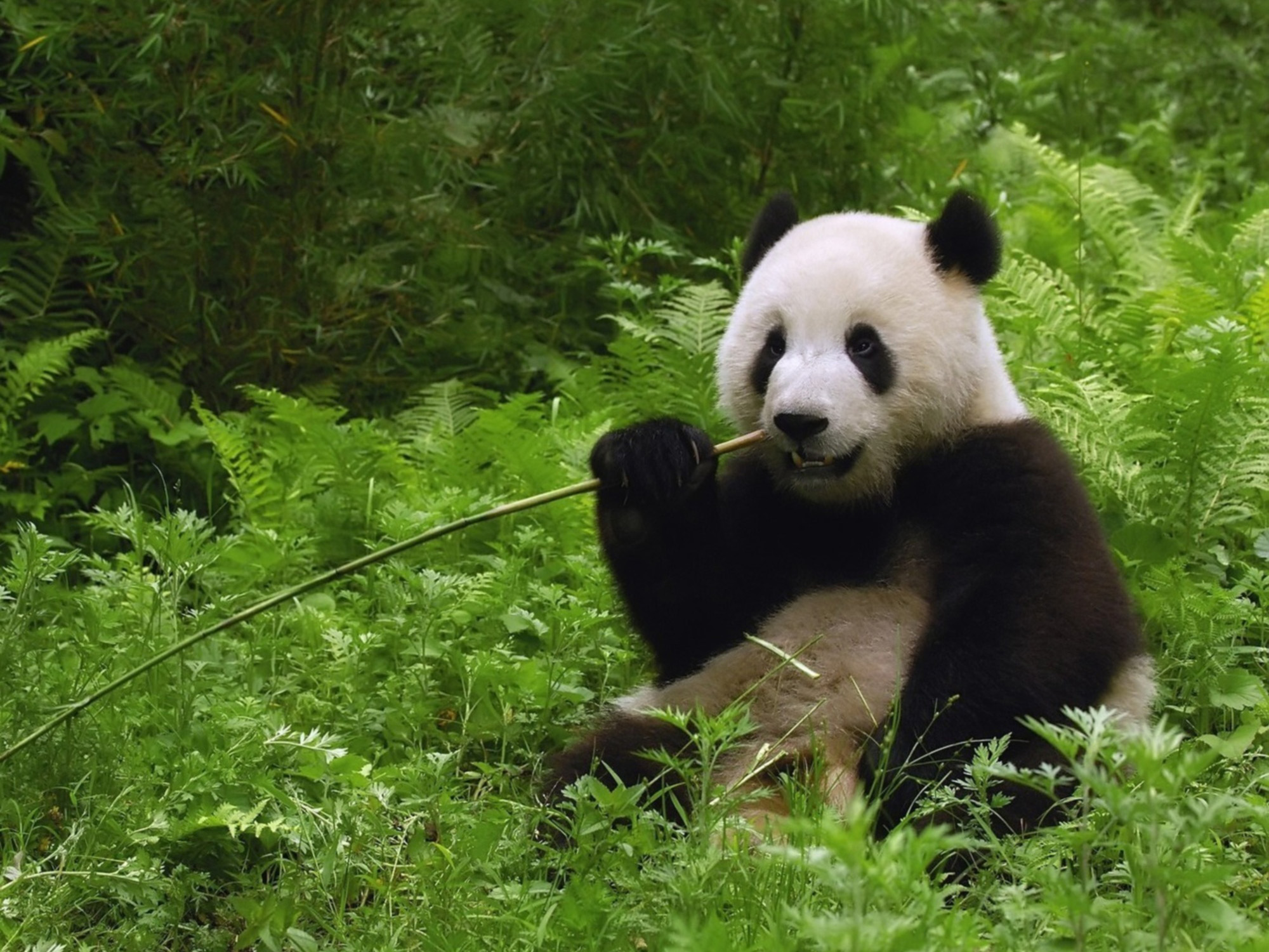 Téléchargez gratuitement l'image Animaux, Panda sur le bureau de votre PC