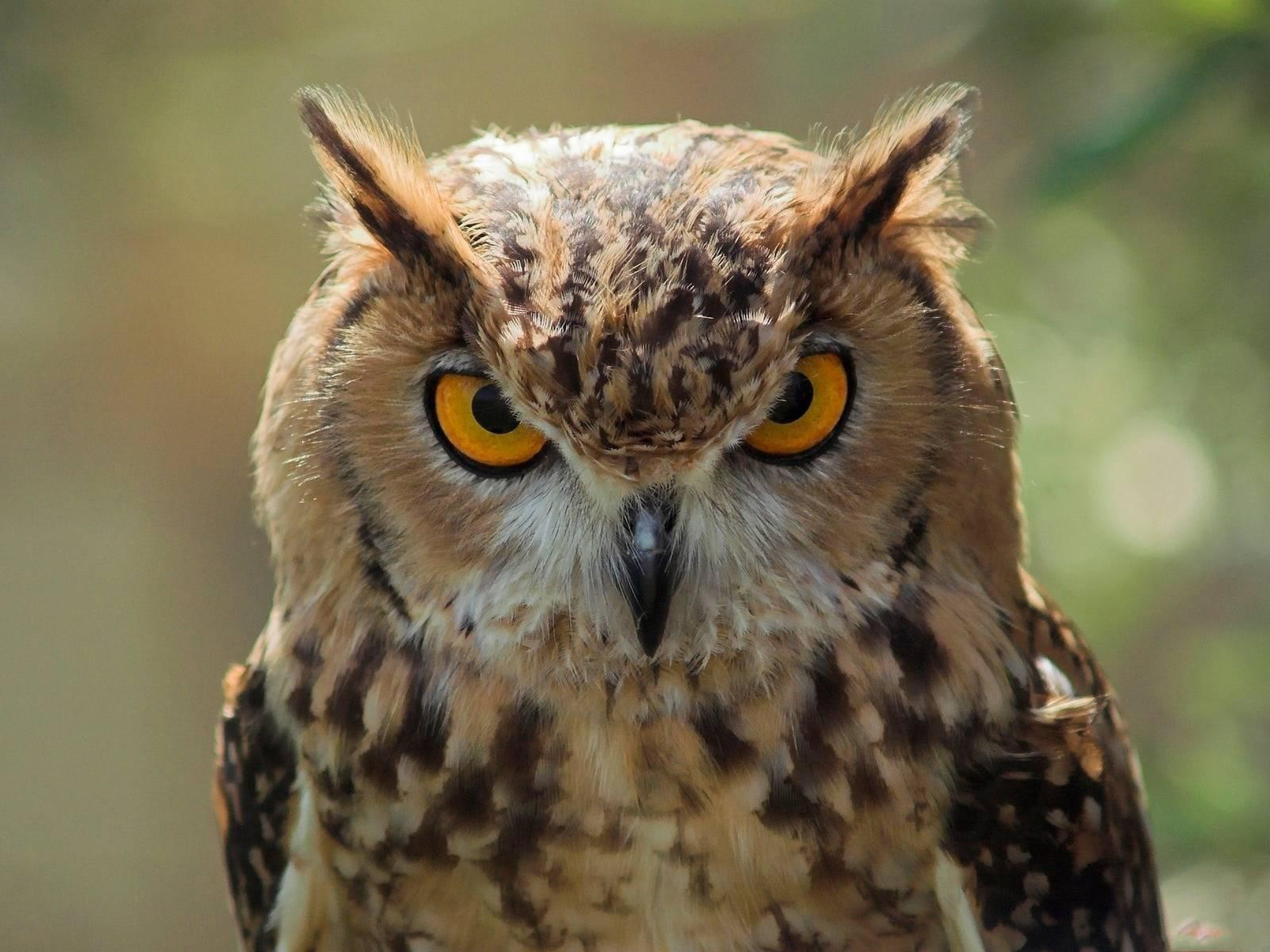 animal, great horned owl, birds