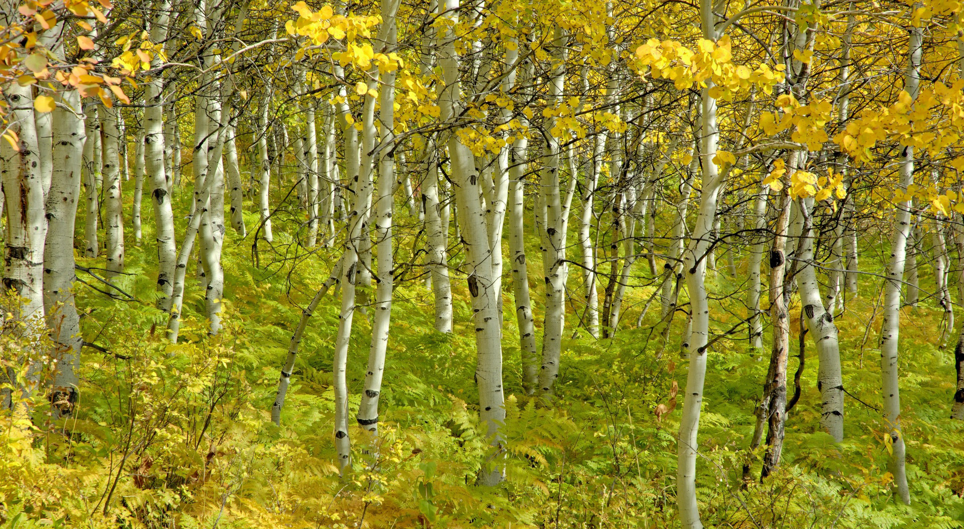 Baixar papel de parede para celular de Outono, Floresta, Bétula, Terra/natureza gratuito.