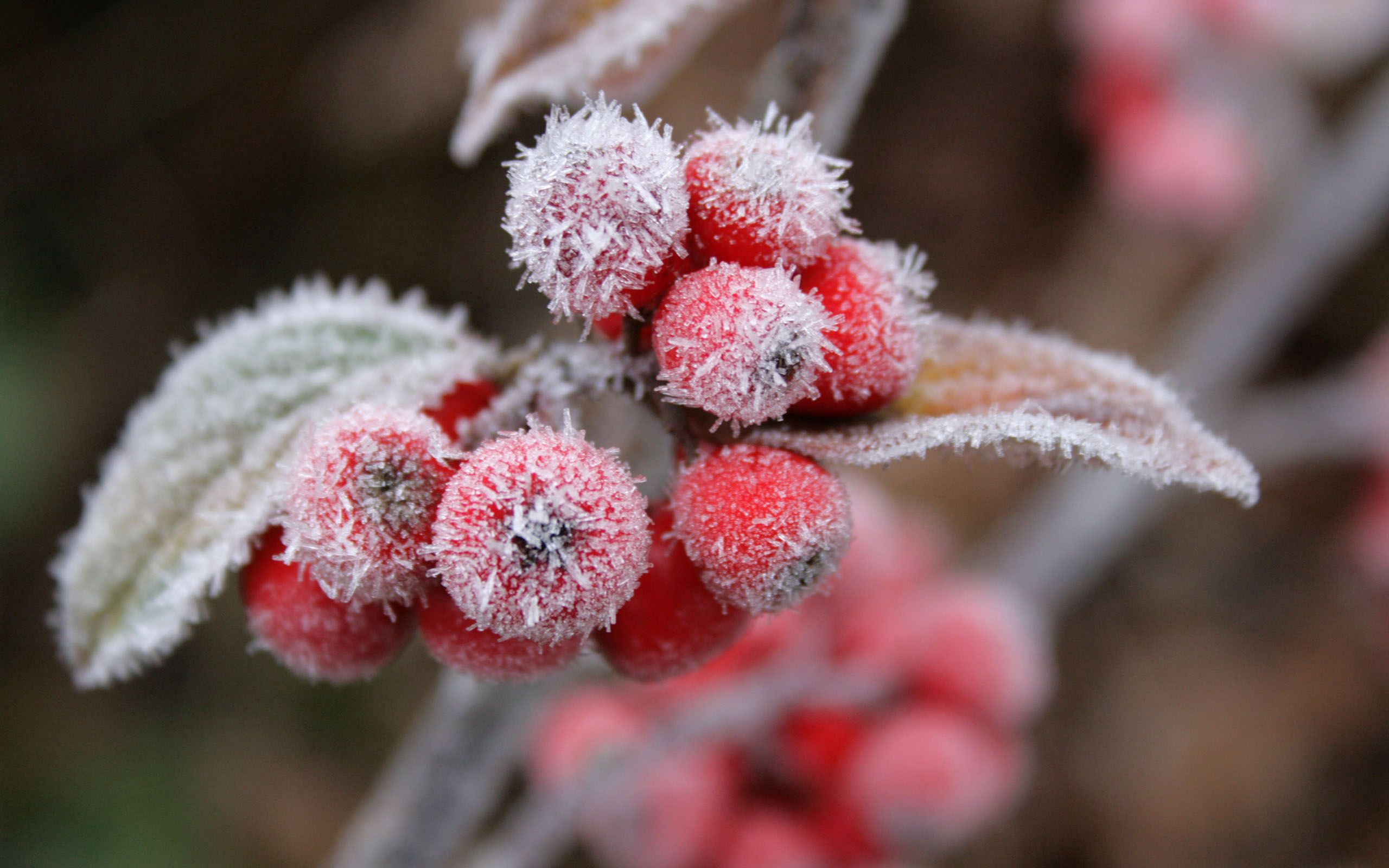 Free download wallpaper Berries, Frost, Hoarfrost, Nature, Leaves on your PC desktop