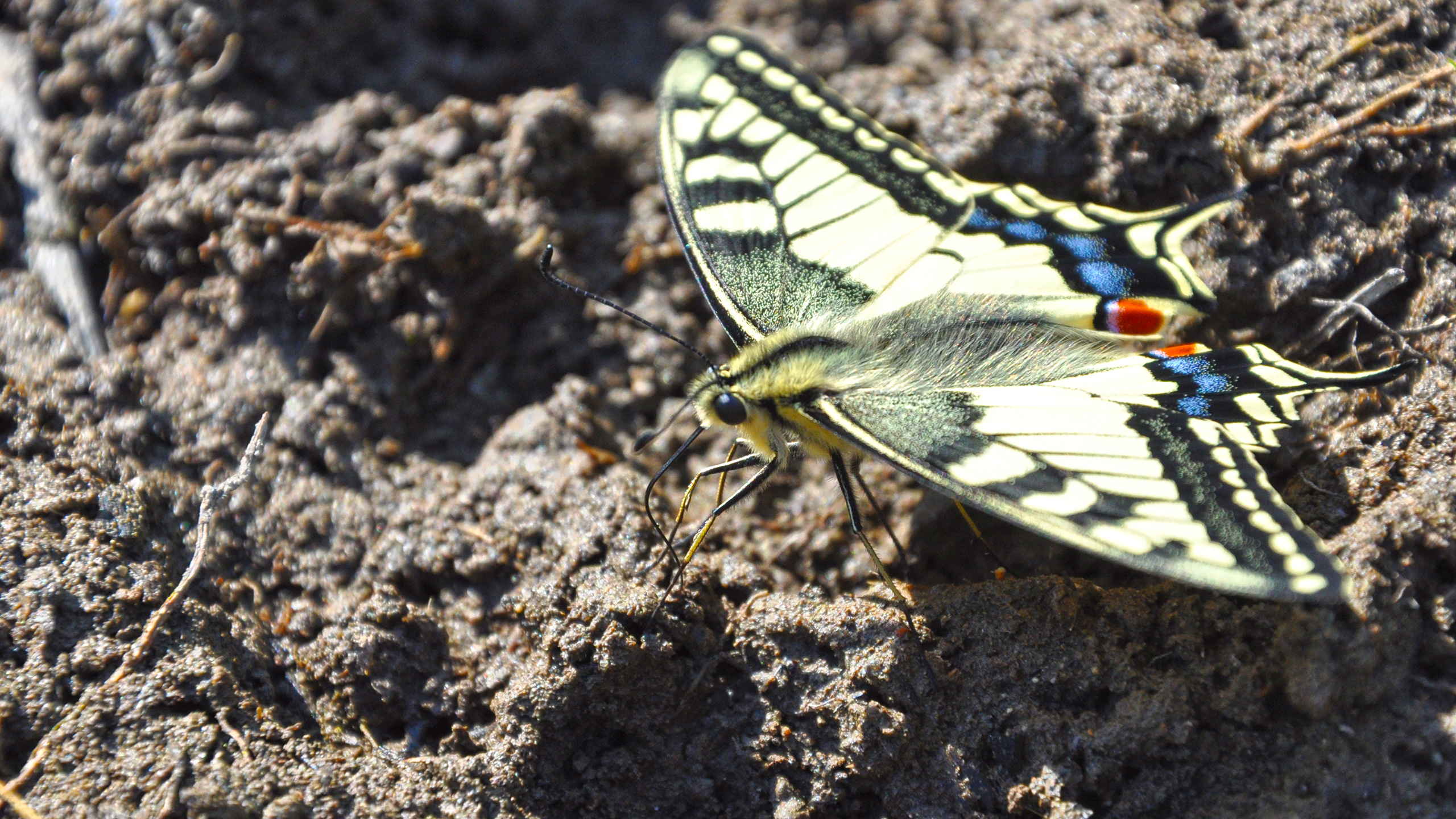 Free download wallpaper Butterfly, Animal on your PC desktop