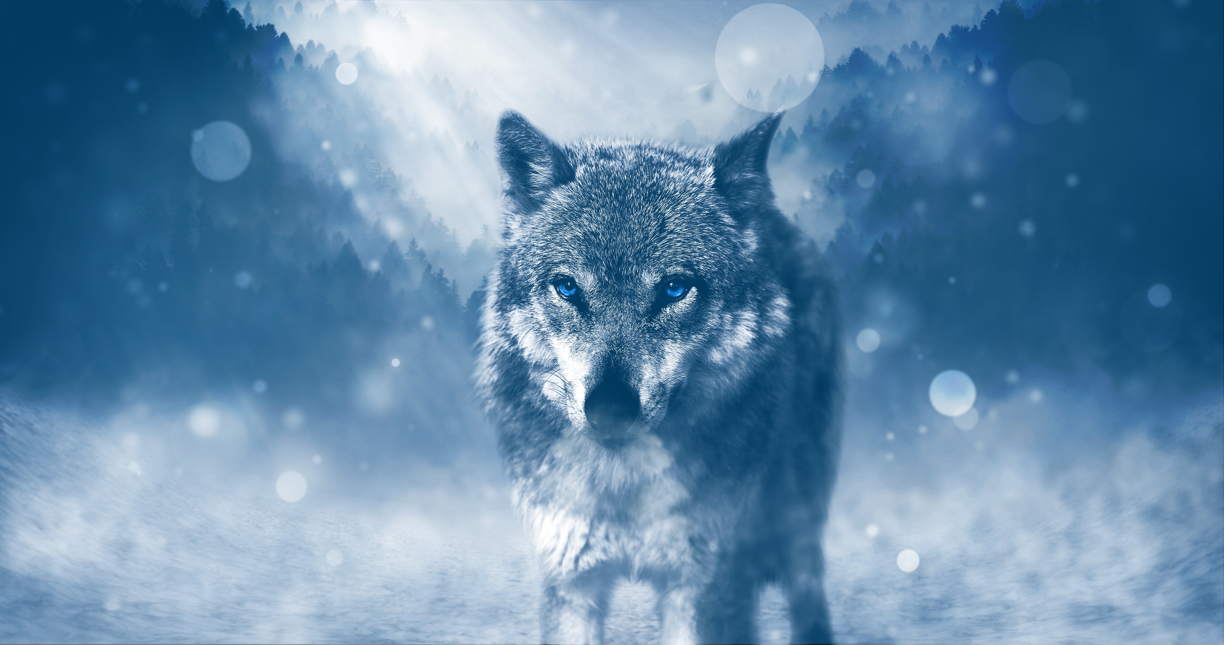 401356 descargar fondo de pantalla azul, bokeh, animales, lobo, ojos azules, wolves: protectores de pantalla e imágenes gratis