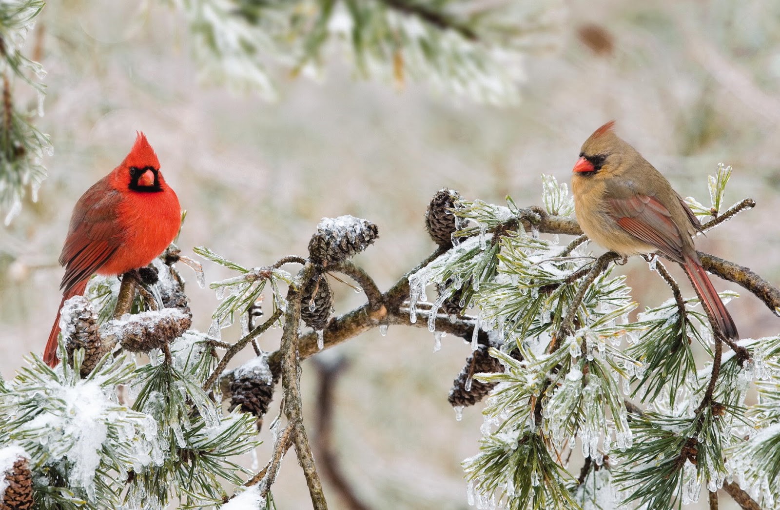 animal, northern cardinal, bird, branch, cardinal, pine, winter, birds