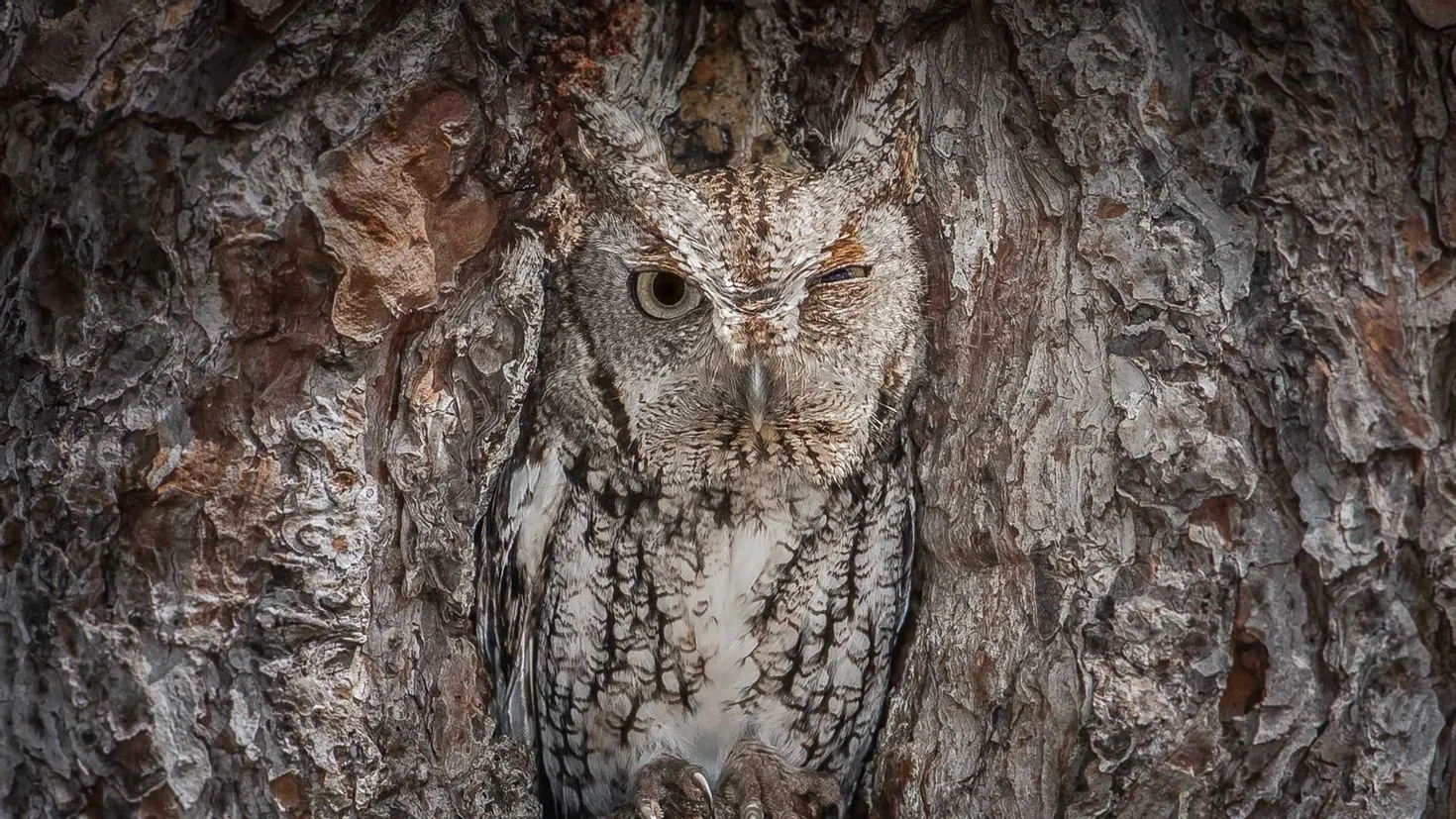 Fond d'écran HD: Animaux, Hibou, Oiseau, Des Oiseaux télécharger une ...