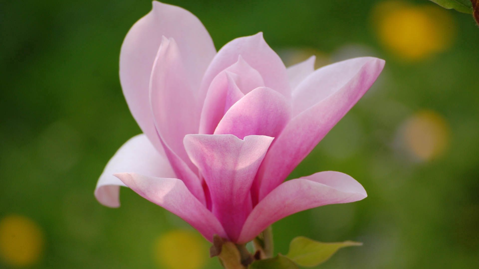Free download wallpaper Flowers, Pink, Flower, Petals on your PC desktop