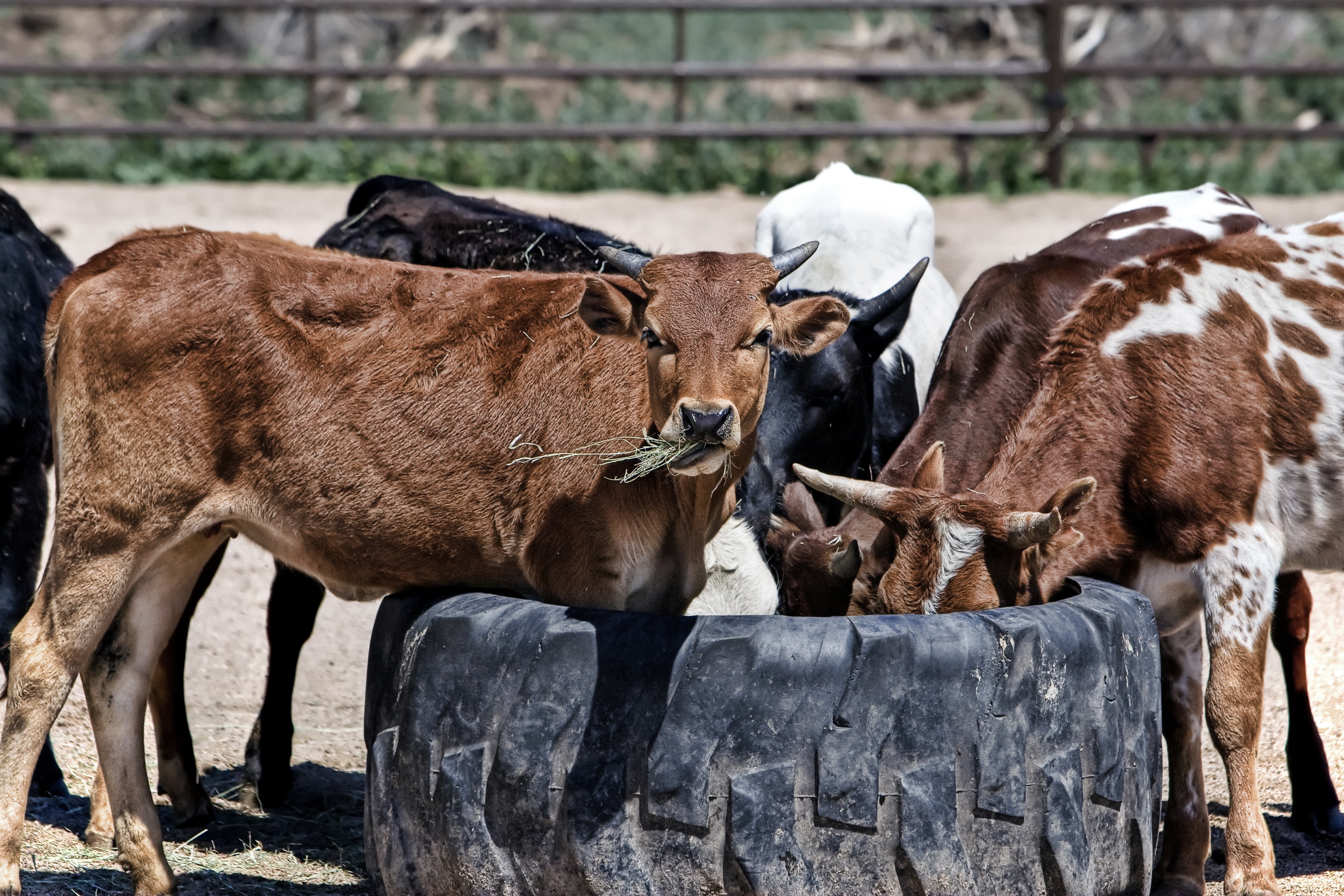 97447 скачать картинку коровы, животные, еда, трава, телята - обои и заставки бесплатно