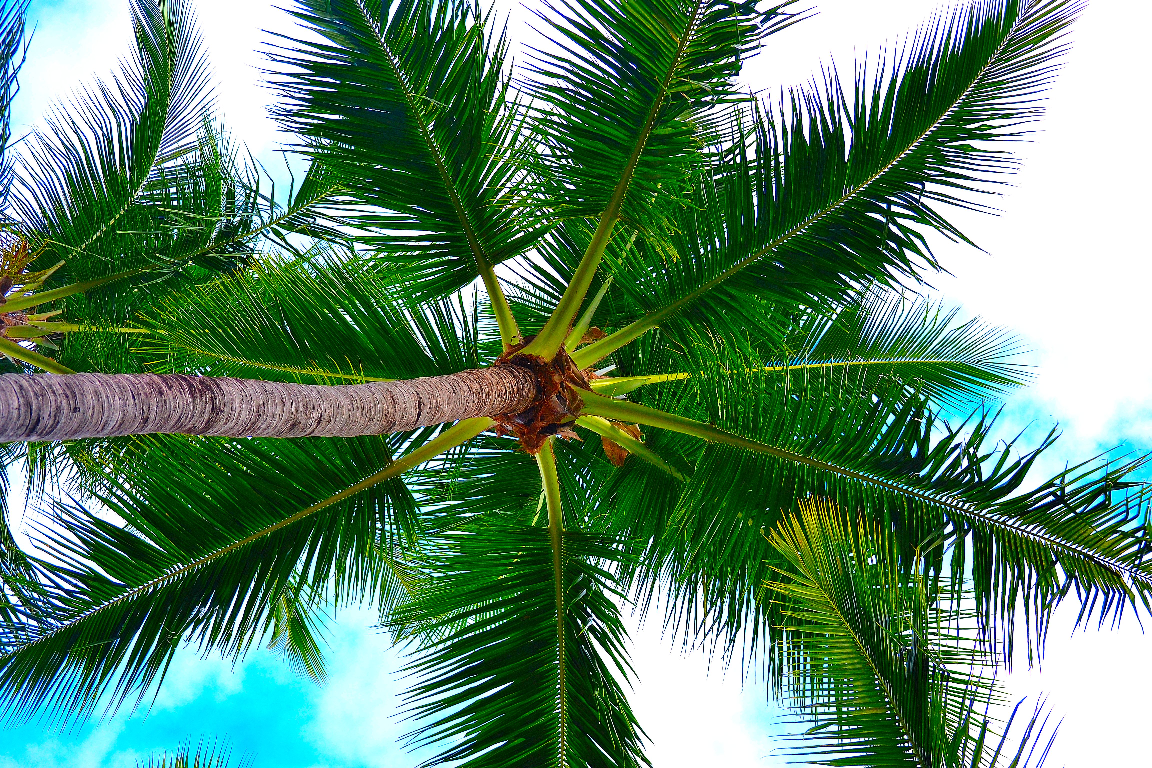 tree, wood, branches, nature, sky, palm