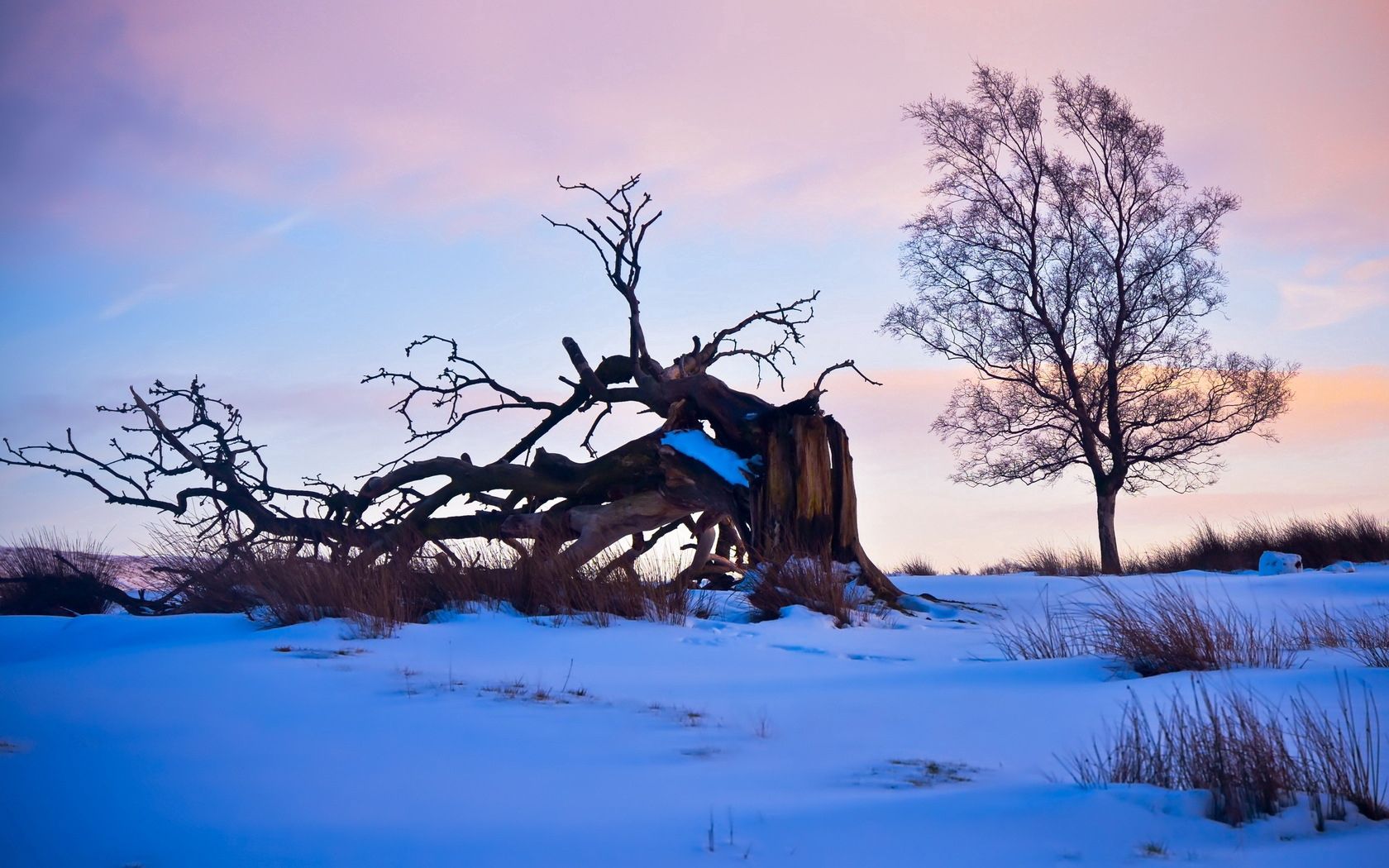 Free download wallpaper Wood, Tree, Branches, Driftwood, Nature, Snow, Branch on your PC desktop