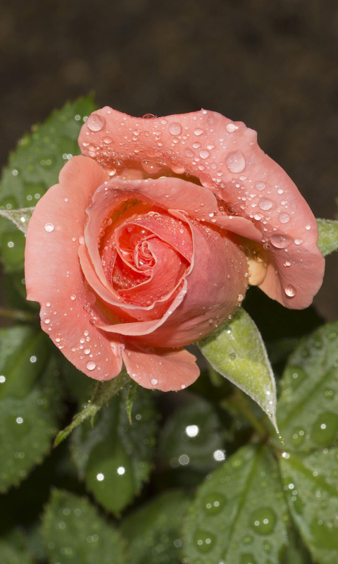 Download mobile wallpaper Nature, Flowers, Flower, Rose, Earth, Water Drop, Pink Flower for free.