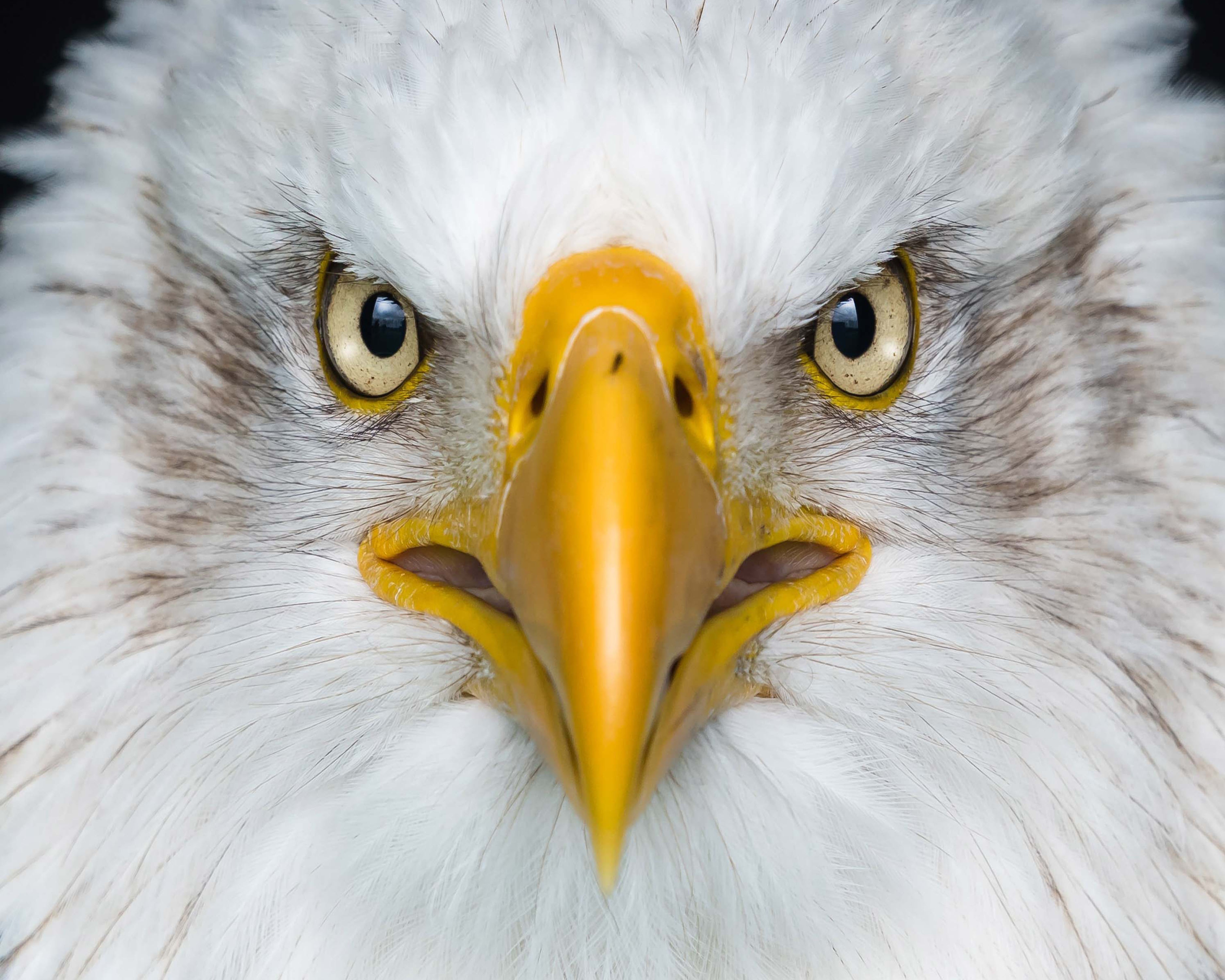 PCデスクトップに動物, 鳥, 白頭ワシ, 見詰める画像を無料でダウンロード