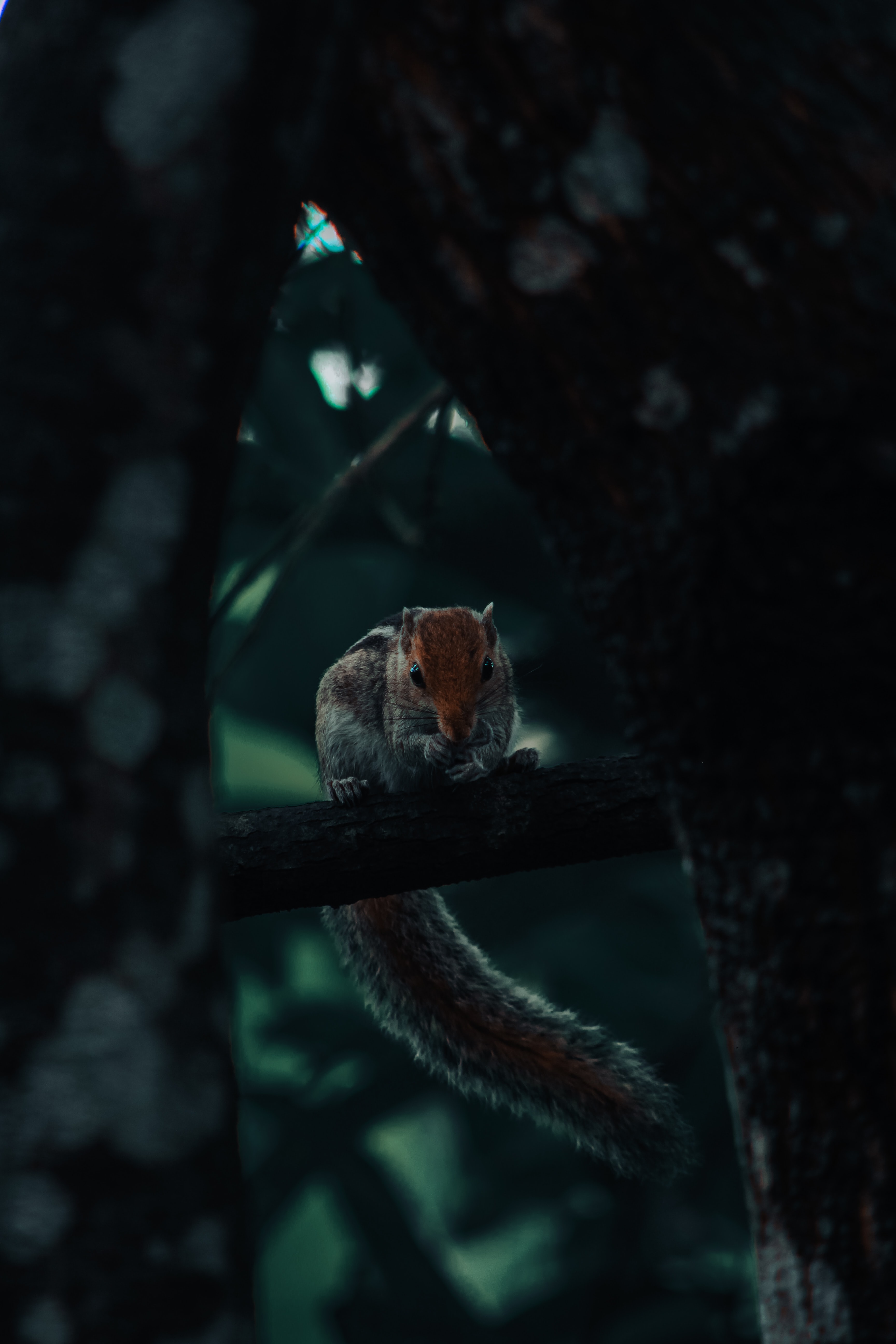 Free download wallpaper Squirrel, Wood, Tree, Tail, Rodent, Animals on your PC desktop