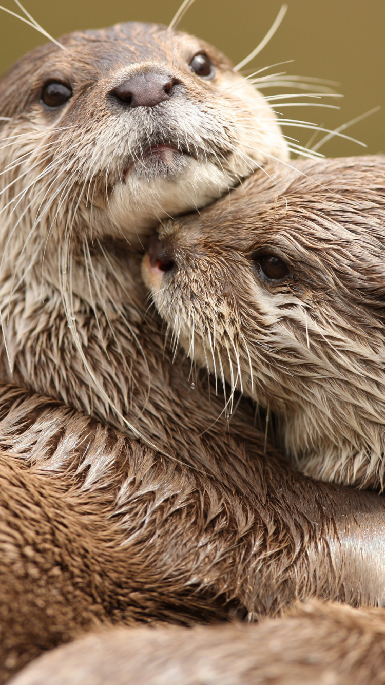 Handy-Wallpaper Tiere, Otter kostenlos herunterladen.