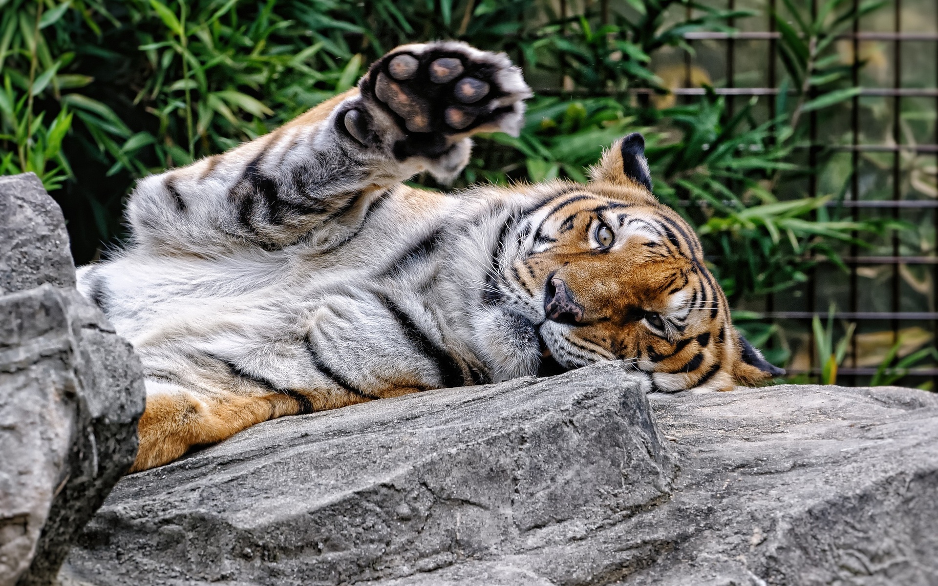 Free download wallpaper Cats, Tiger, Animal on your PC desktop