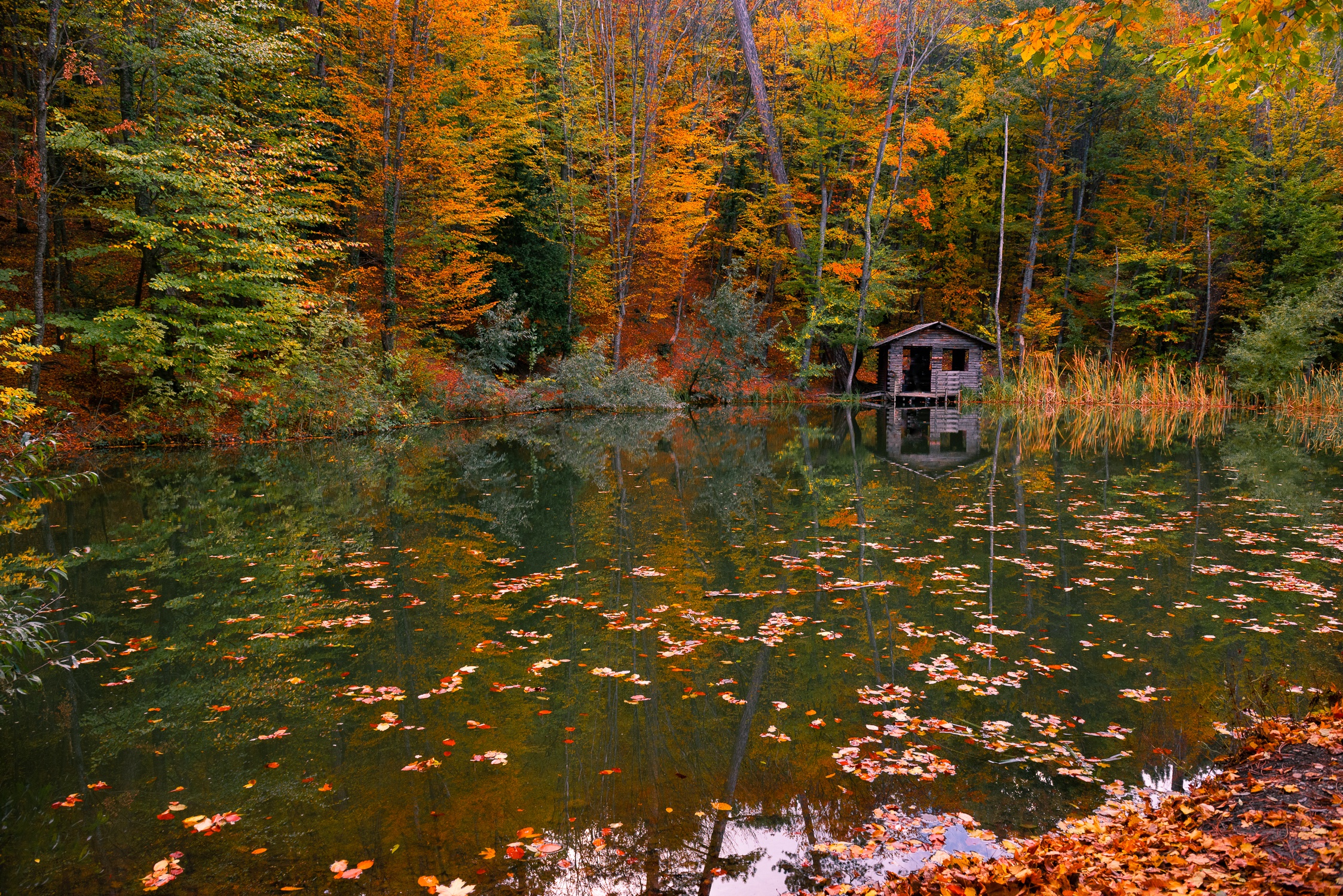無料モバイル壁紙自然, 川, 秋, 森, 小屋, 写真撮影をダウンロードします。