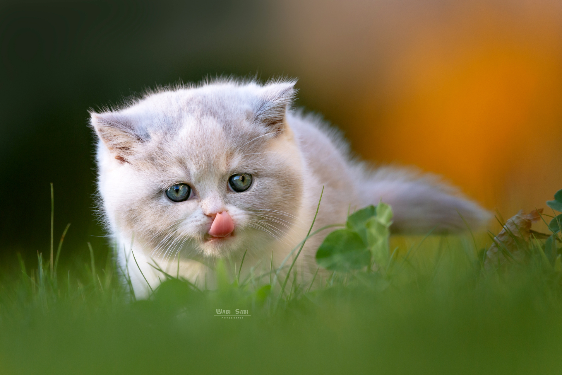 Free download wallpaper Cat, Cats, Animal on your PC desktop