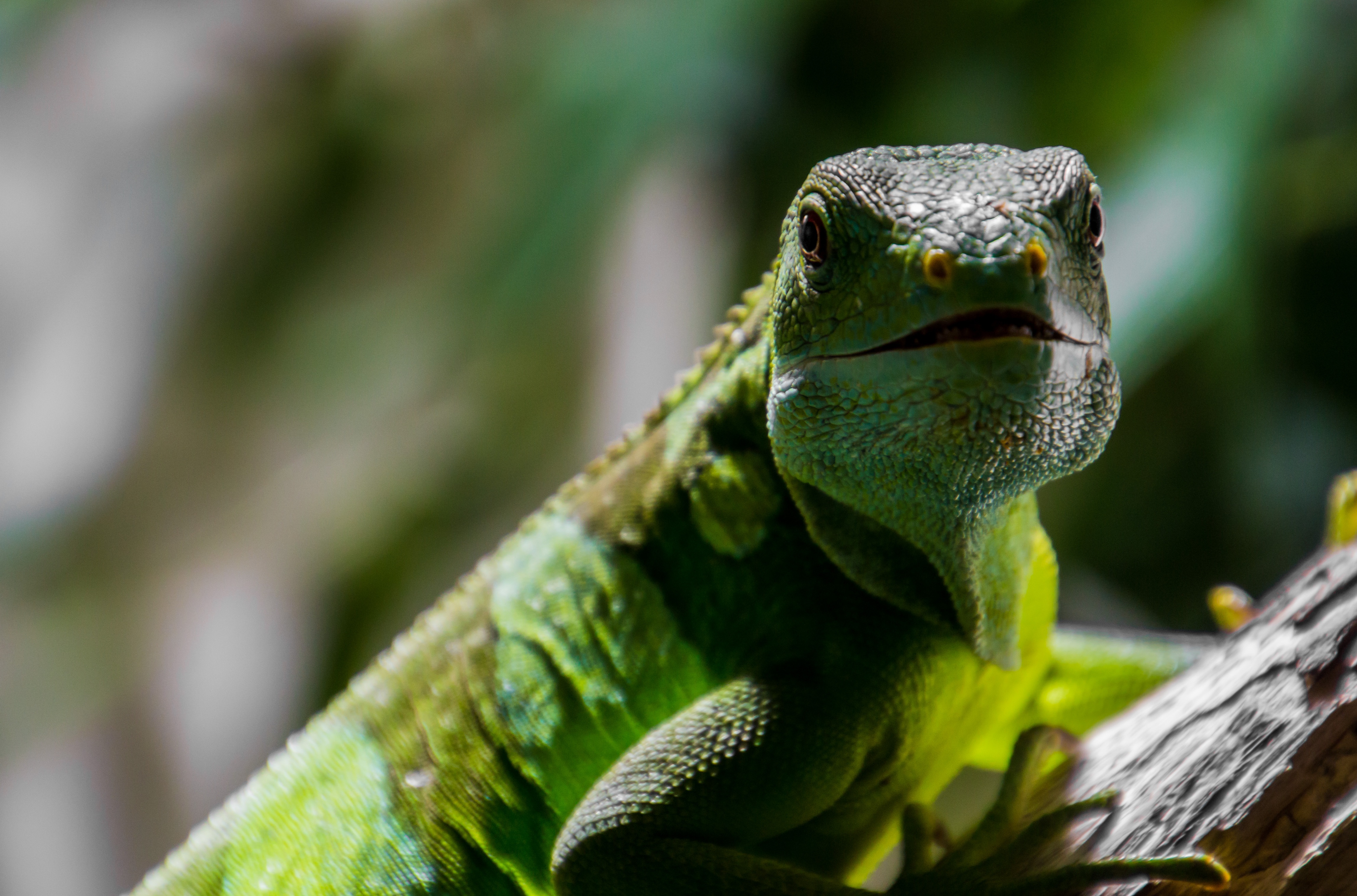 Descarga gratuita de fondo de pantalla para móvil de Animales, Lagarto, Reptiles, Iguana.