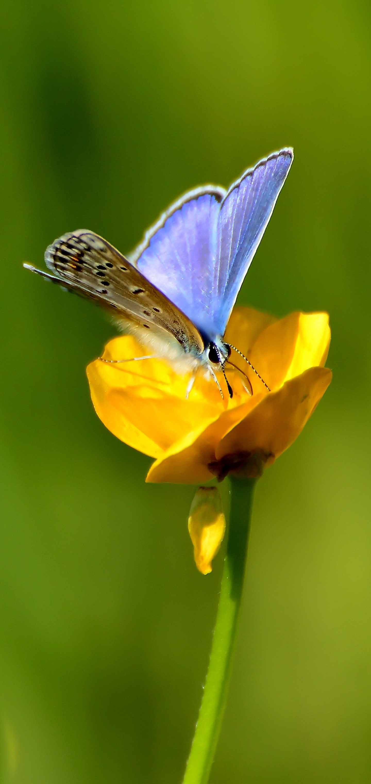 Download mobile wallpaper Flower, Insect, Butterfly, Animal, Yellow Flower for free.