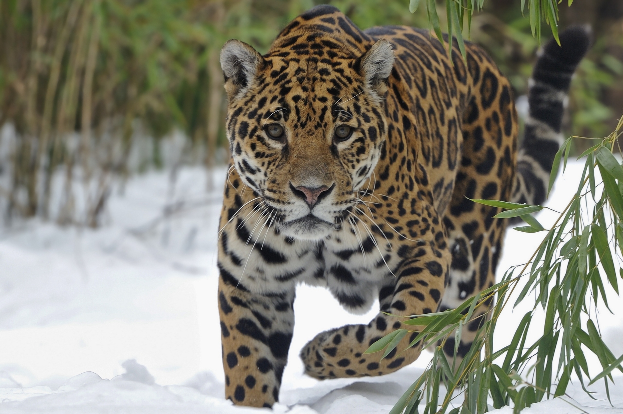 62715 скачать обои ягуар, прогулка, животные, большая кошка, снег - заставки и картинки бесплатно