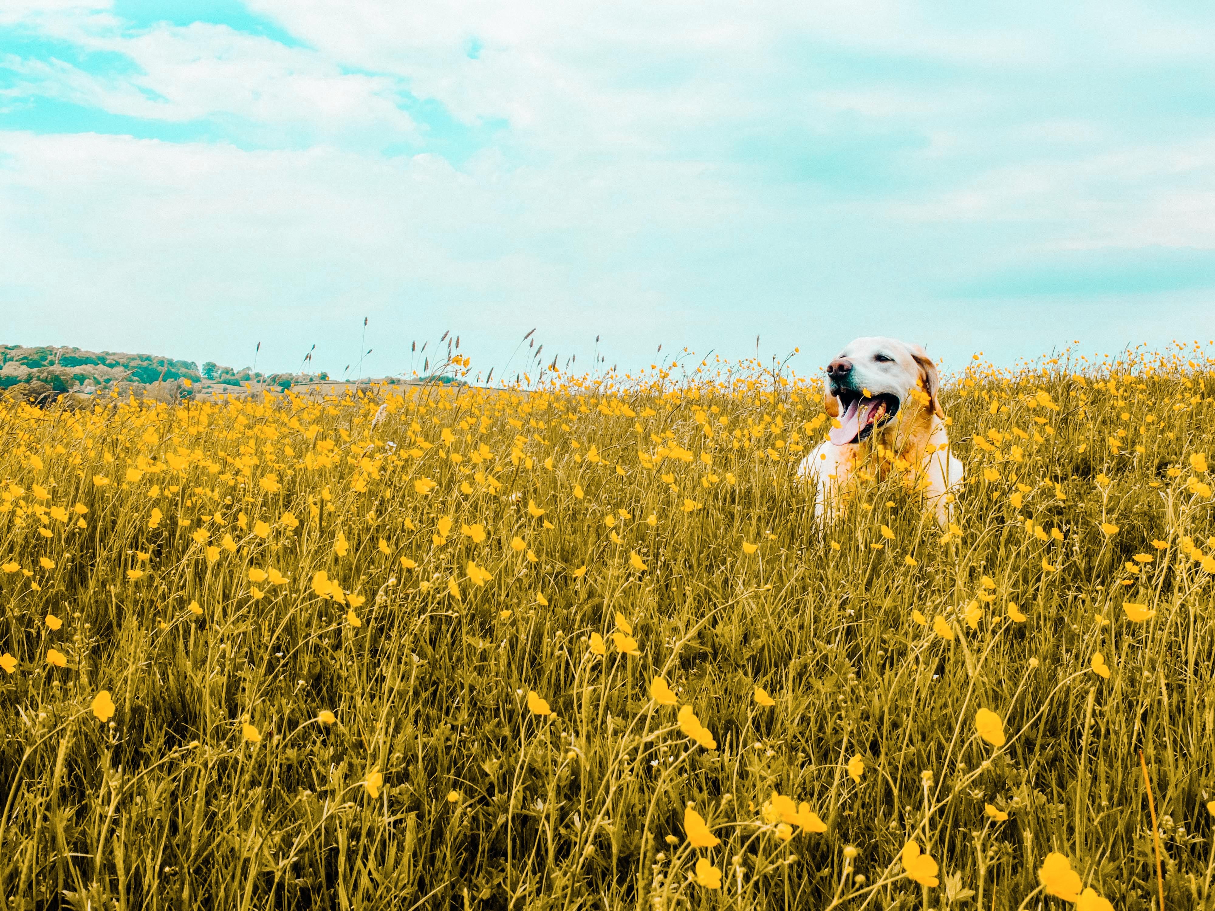 animals, flowers, dog, field, nice, sweetheart, protruding tongue, tongue stuck out cellphone