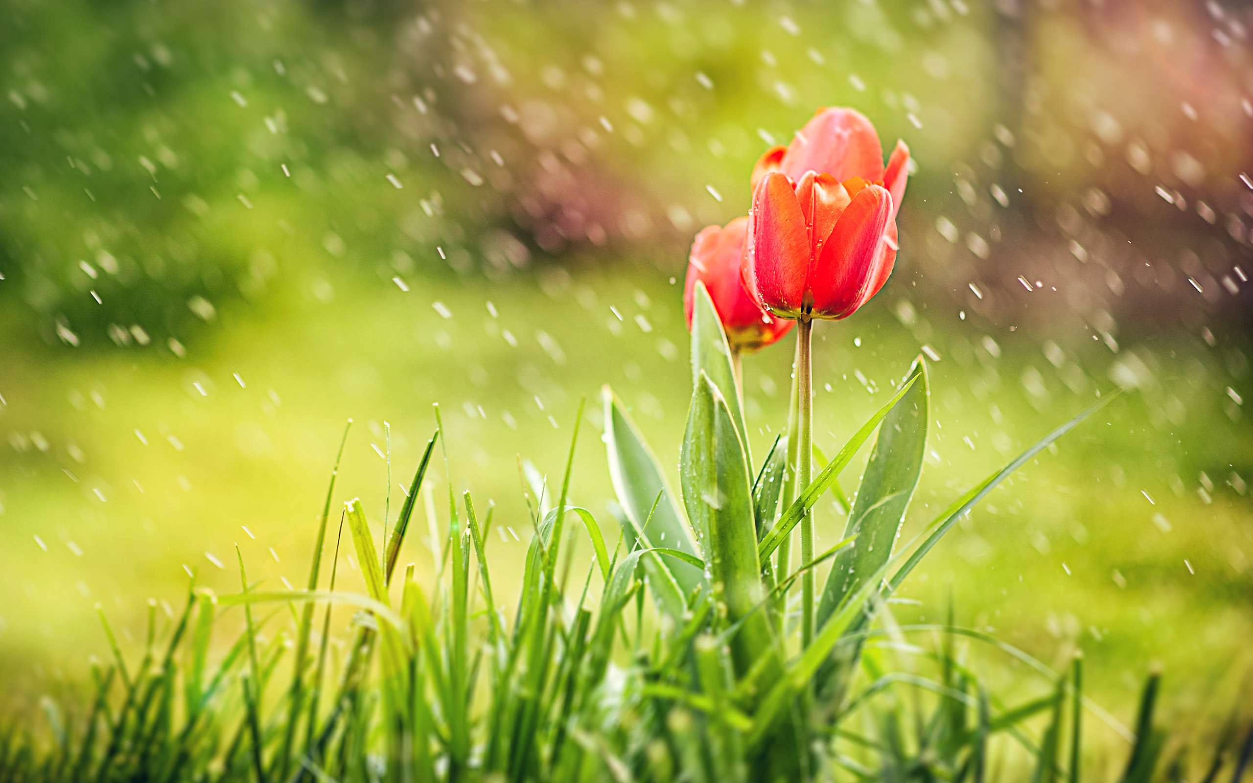 Free download wallpaper Flowers, Earth, Tulip on your PC desktop