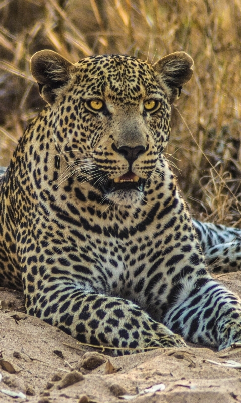 Download mobile wallpaper Cats, Leopard, Animal for free.