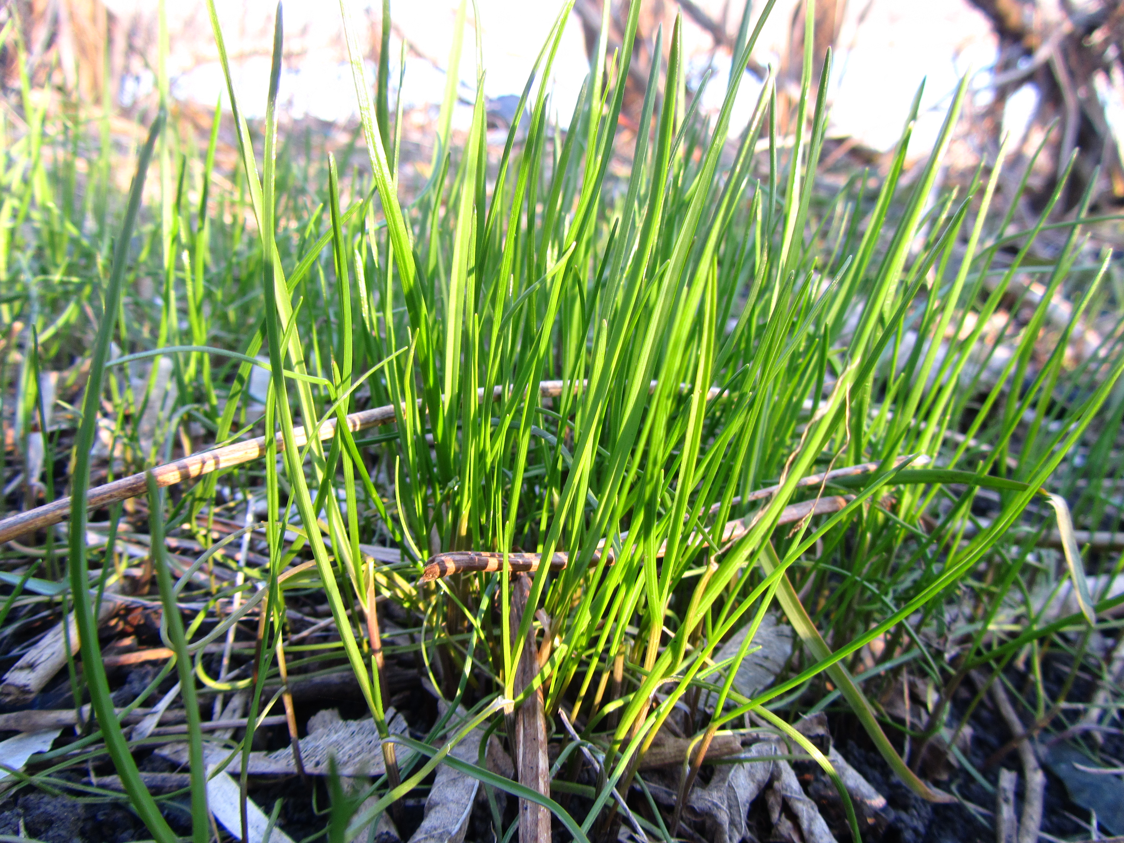 Baixe gratuitamente a imagem Grama, Terra/natureza na área de trabalho do seu PC