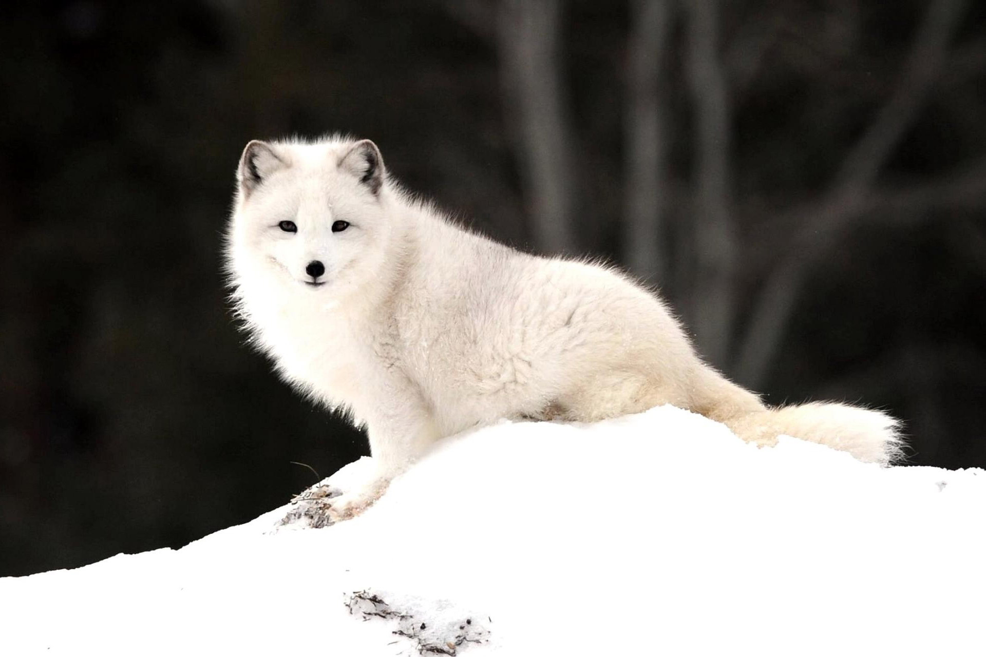 300855 скачать картинку арктическая лиса, животные, собаки - обои и заставки бесплатно