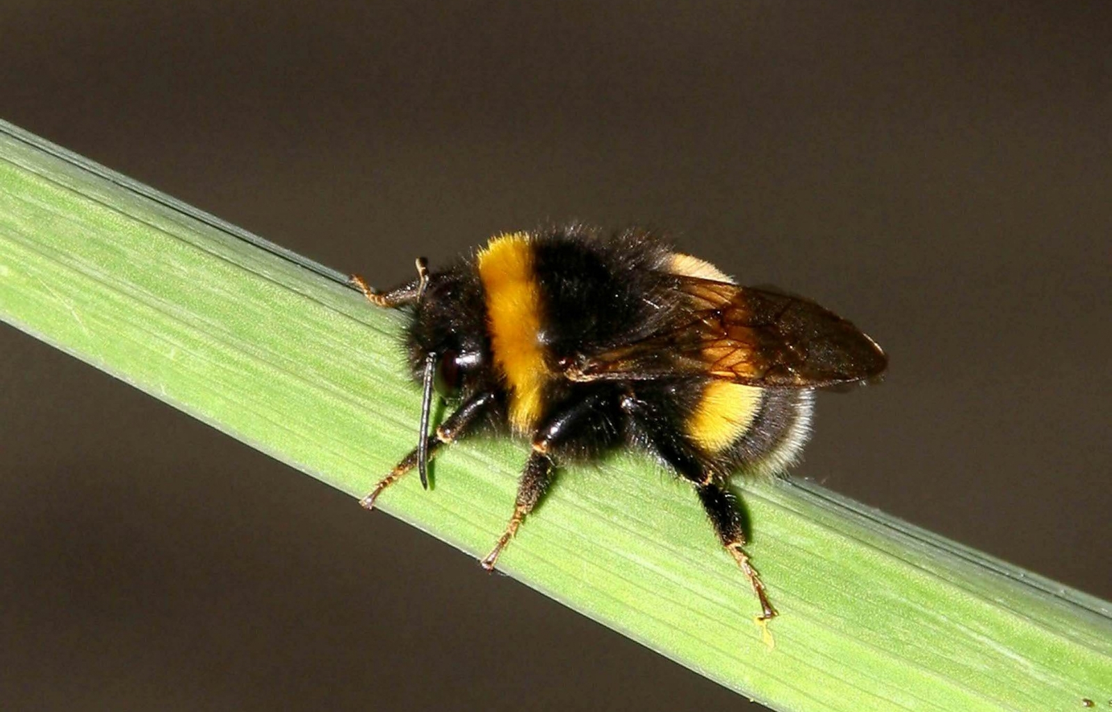 3692 baixar imagens insetos, abelhas - papéis de parede e protetores de tela gratuitamente
