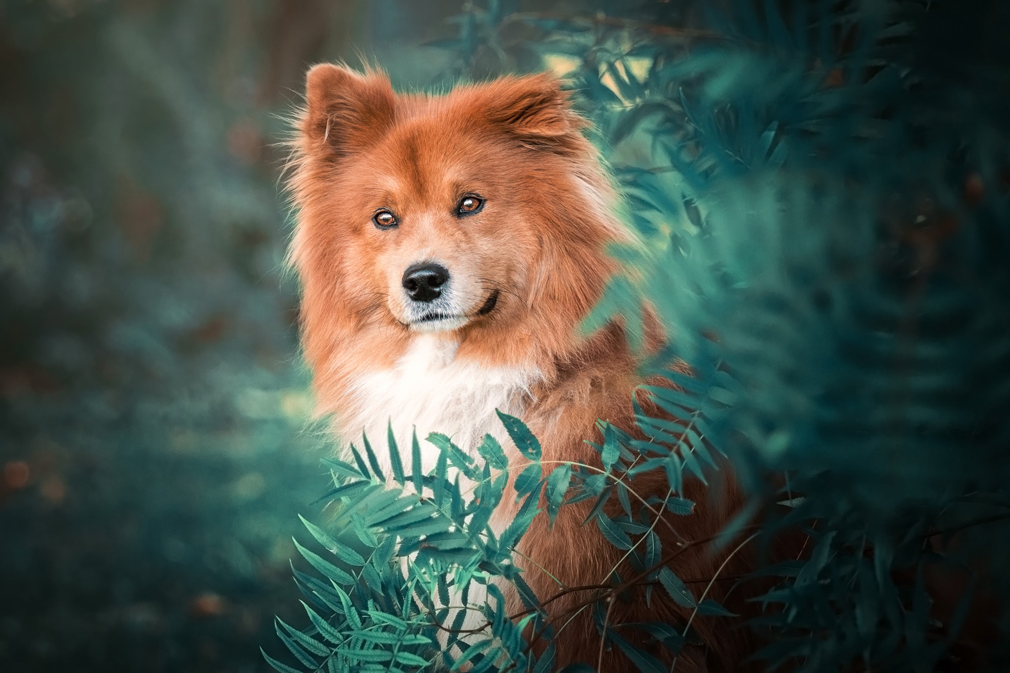 PCデスクトップに動物, 犬, ユーラシア画像を無料でダウンロード