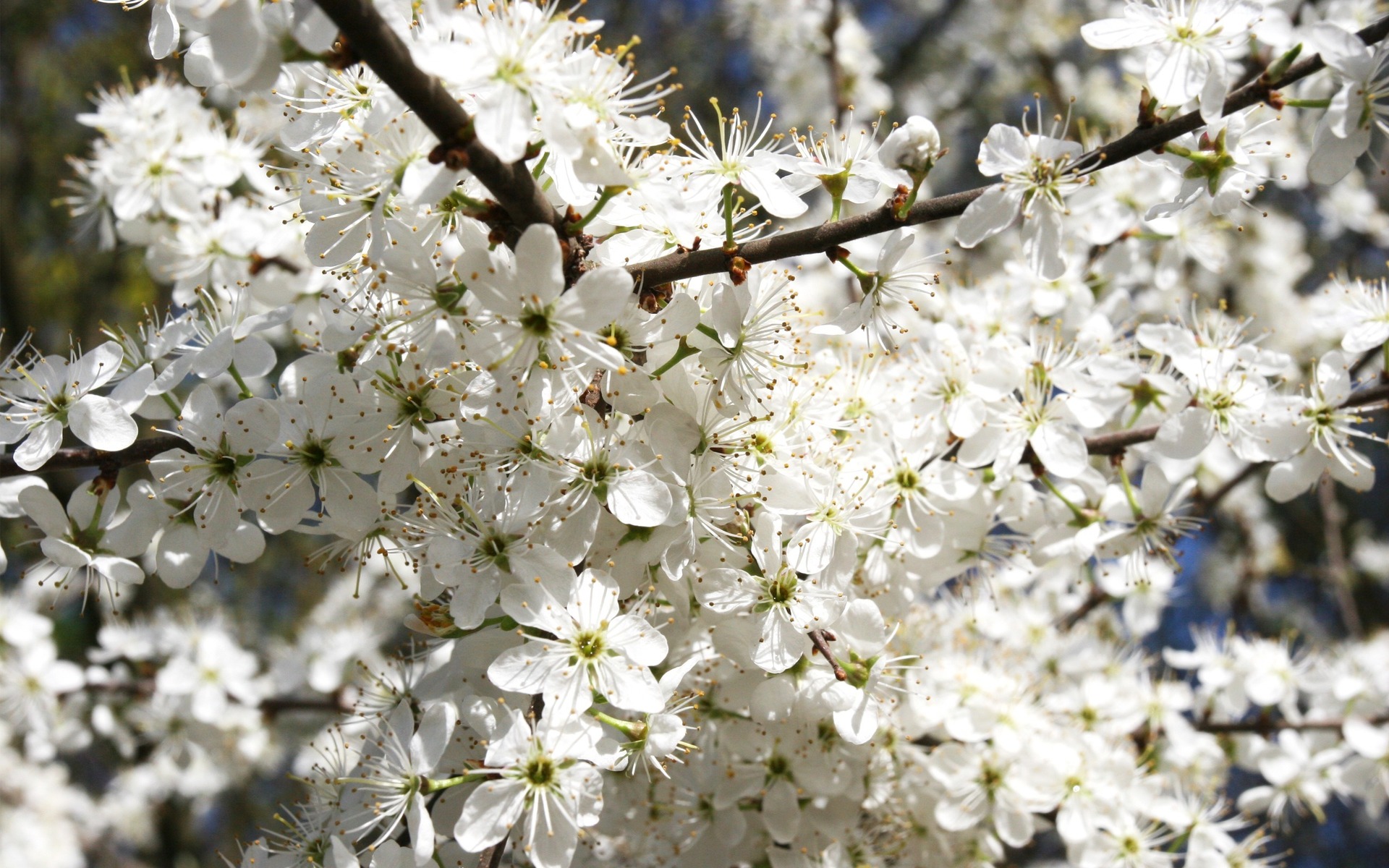 Téléchargez gratuitement l'image Fleurs, Fleur, Floraison, Terre/nature sur le bureau de votre PC