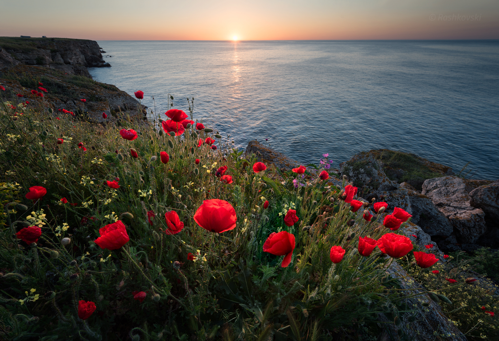 Download mobile wallpaper Sunset, Sea, Horizon, Flower, Ocean, Earth, Poppy, Coastline, Red Flower for free.