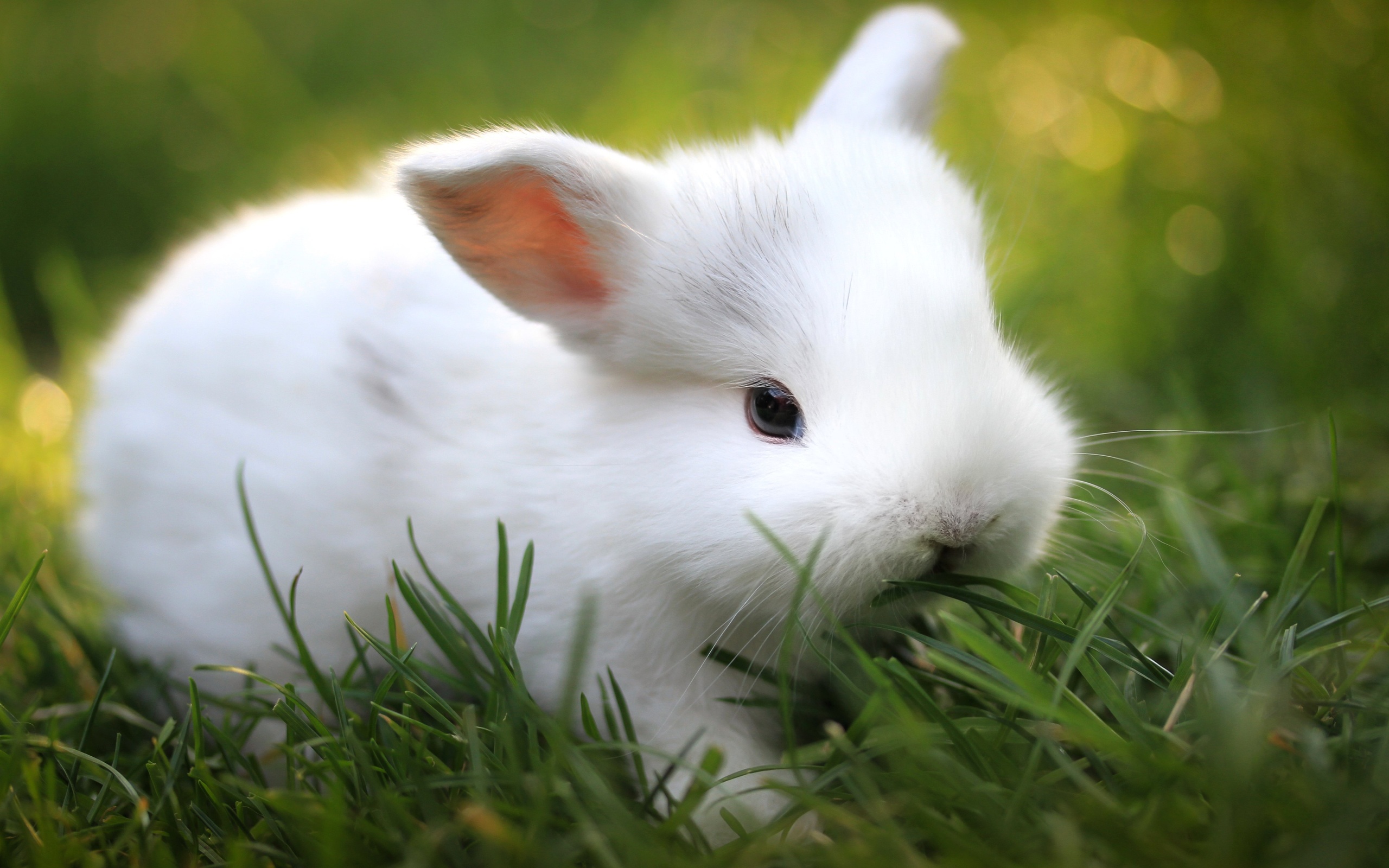 536777 descargar imagen animales, conejo, pascua: fondos de pantalla y protectores de pantalla gratis