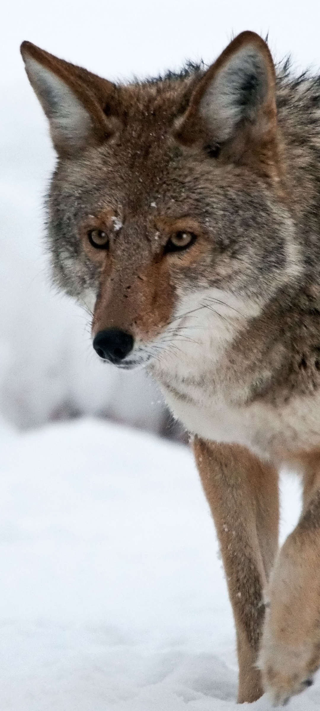 Download mobile wallpaper Animal, Coyote for free.