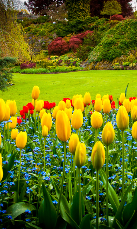 Download mobile wallpaper Nature, Flower, Park, Garden, Tulip, Yellow Flower, Man Made for free.