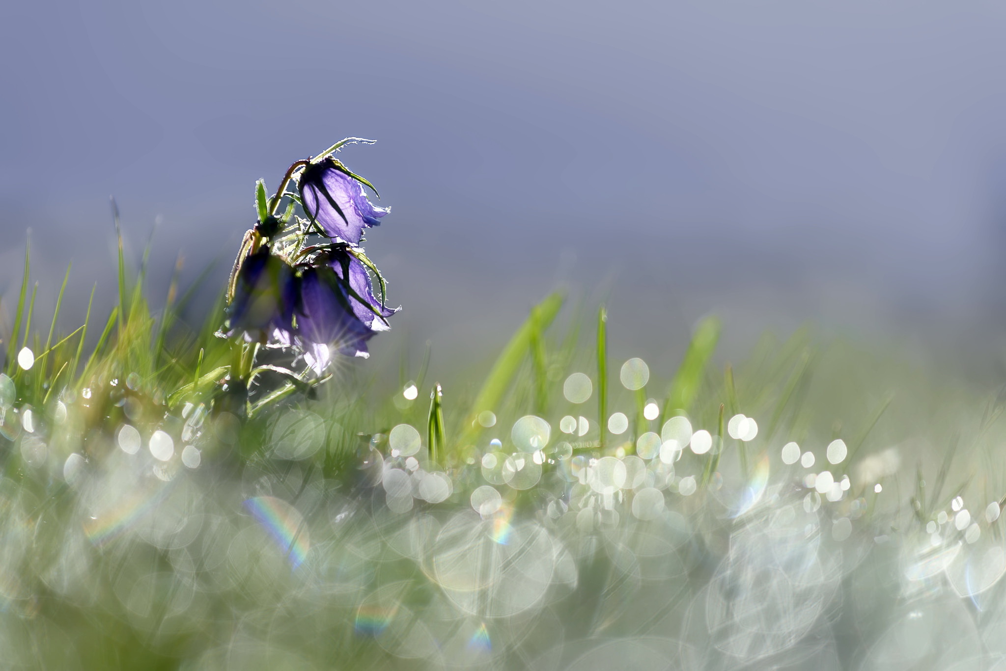 Free download wallpaper Nature, Flowers, Grass, Flower, Earth, Spring, Bokeh, Purple Flower on your PC desktop