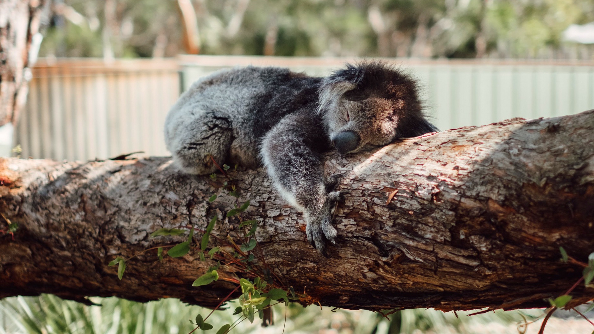 Download mobile wallpaper Animal, Sleeping, Log, Koala for free.