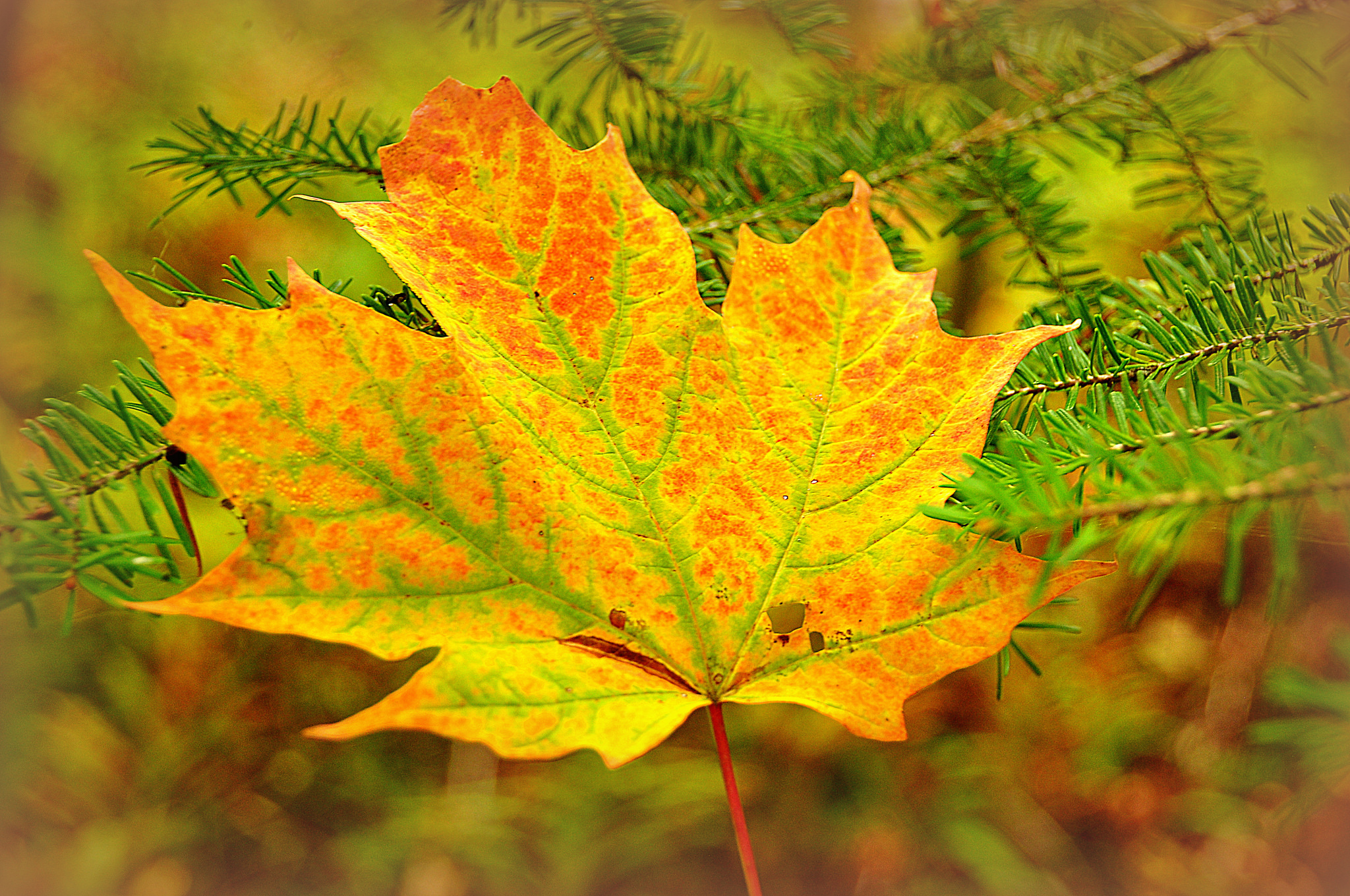 Скачать картинку Природа, Осень, Яркий, Лист, Боке, Кленовый Лист, Земля/природа в телефон бесплатно.