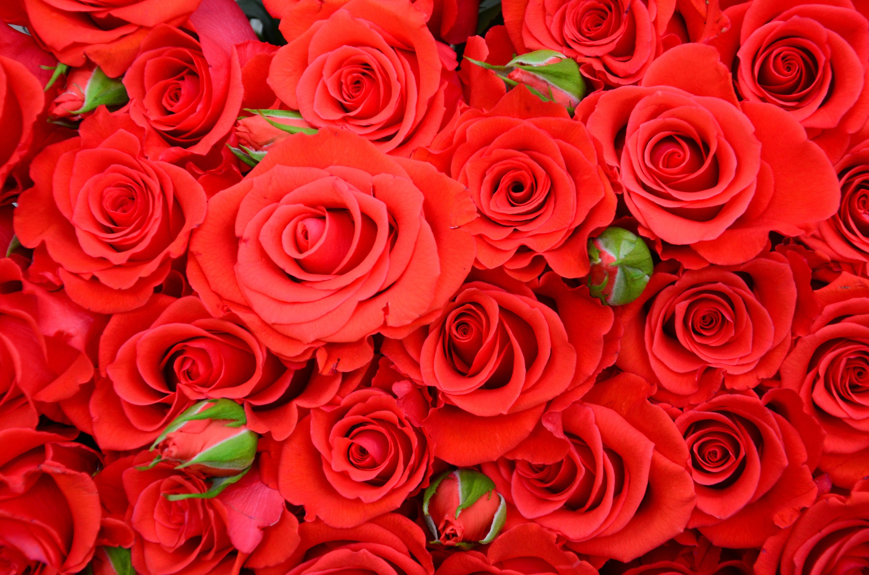 Free download wallpaper Flowers, Flower, Rose, Earth, Red Flower on your PC desktop