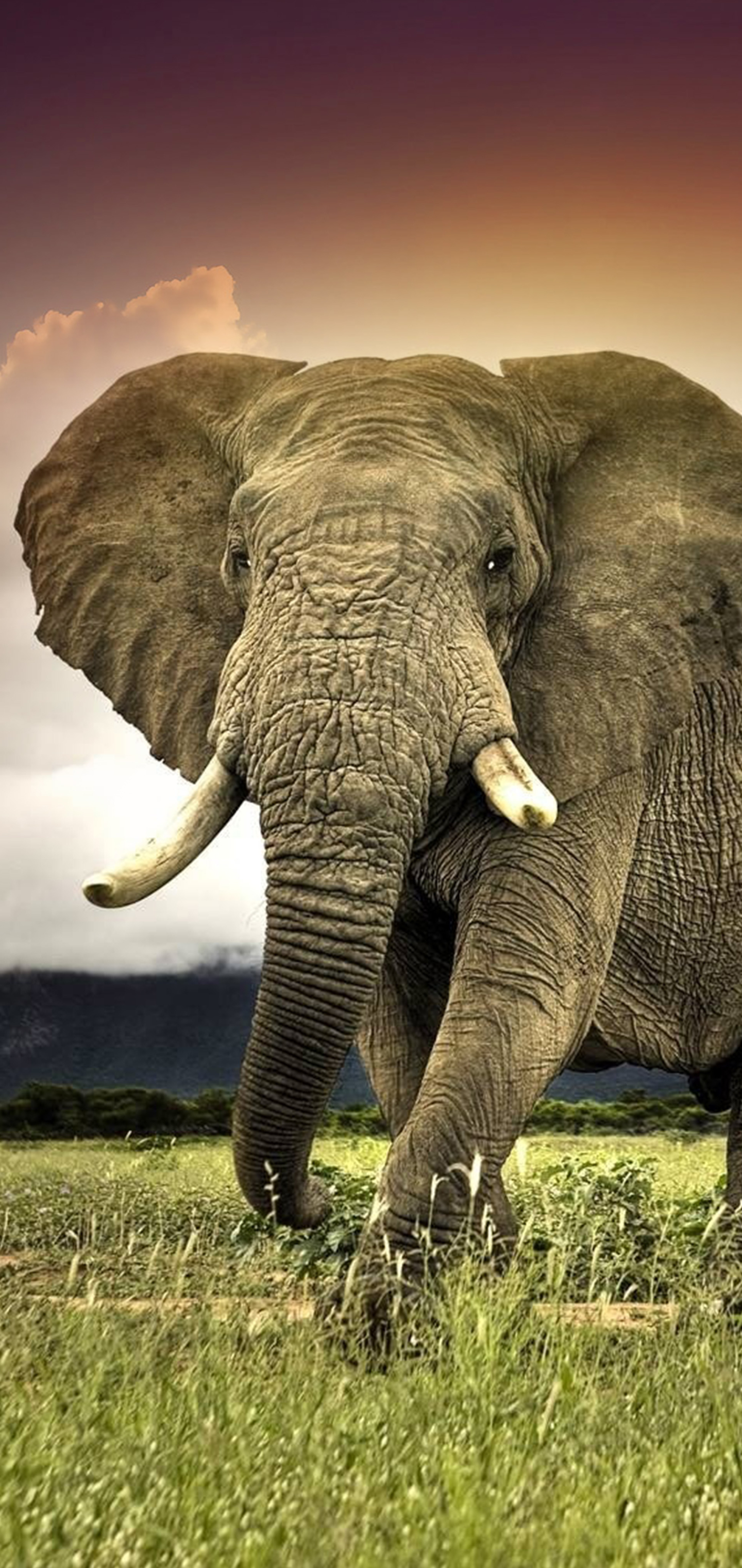 Скачать картинку Животные, Саванна, Слоны, Слон, Африка, Африканский Слон в телефон бесплатно.