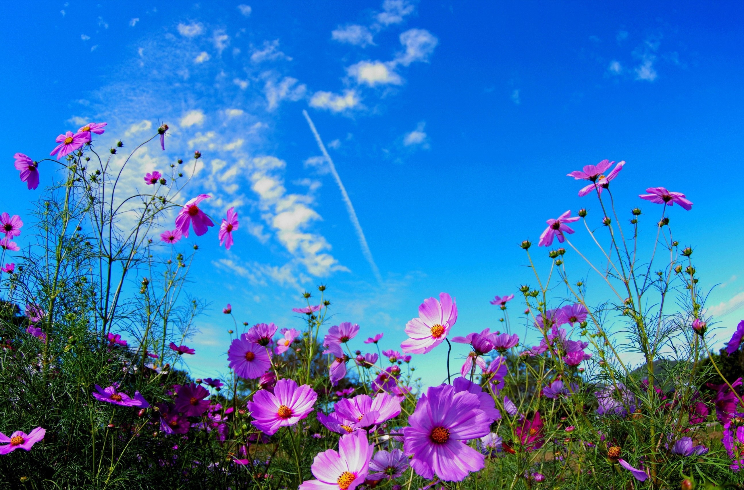 Téléchargez gratuitement l'image Fleurs, Fleur, Terre/nature sur le bureau de votre PC